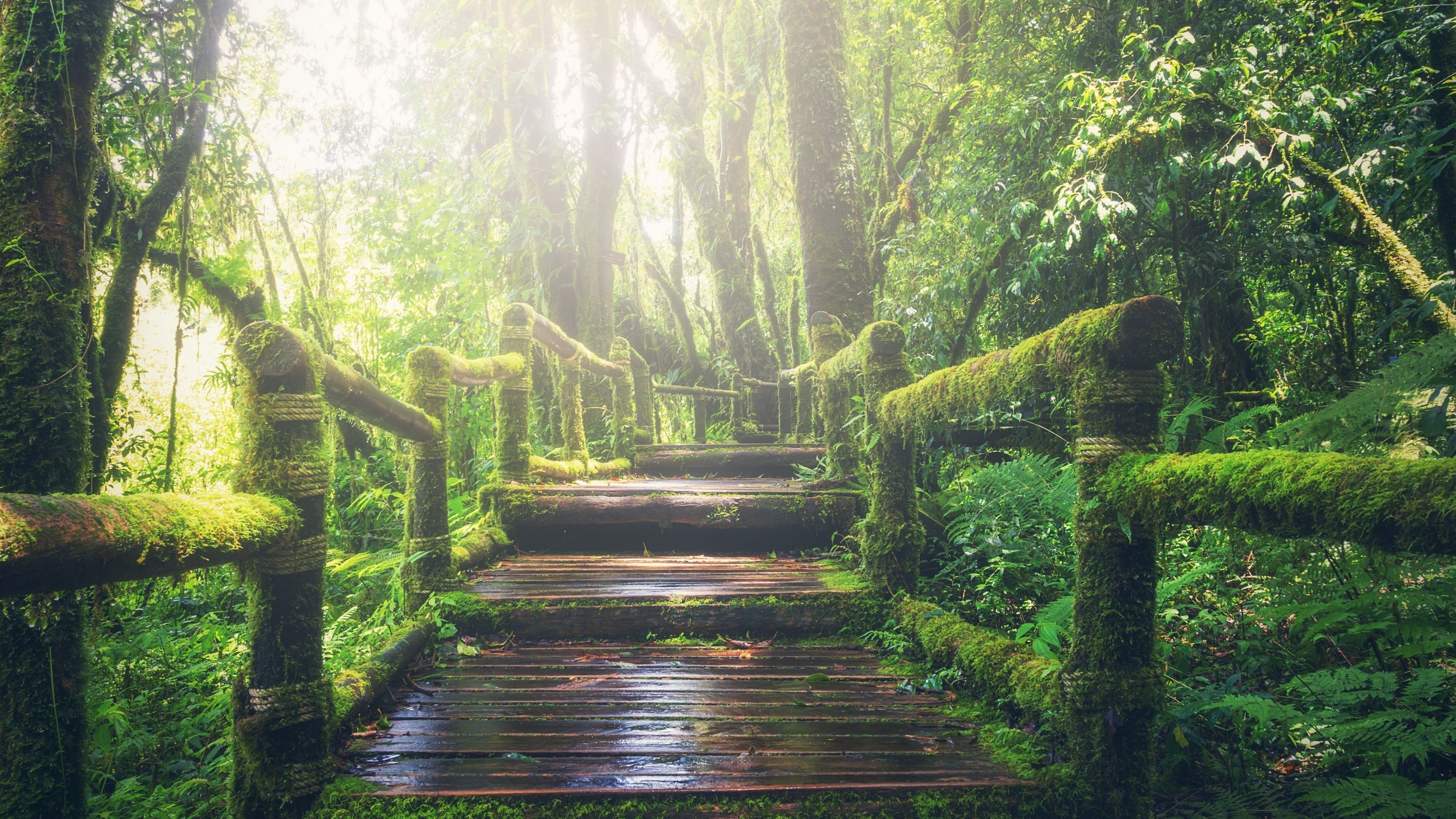 A mossy bridge leads through a dense forest. - Jungle