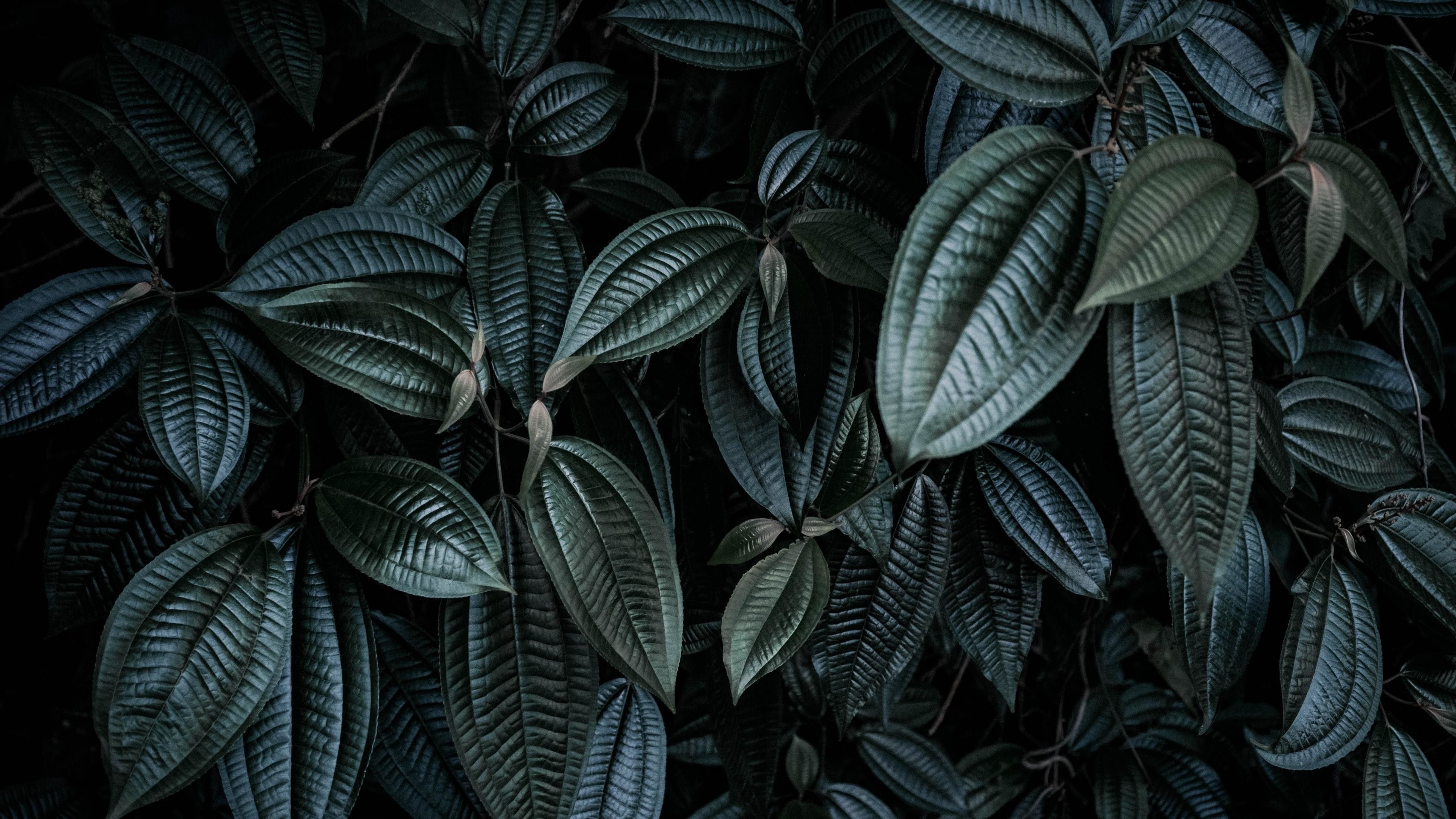 Green Leaf Wallpaper: 4K, HD, 1920x1080 Phone & Desktop Background