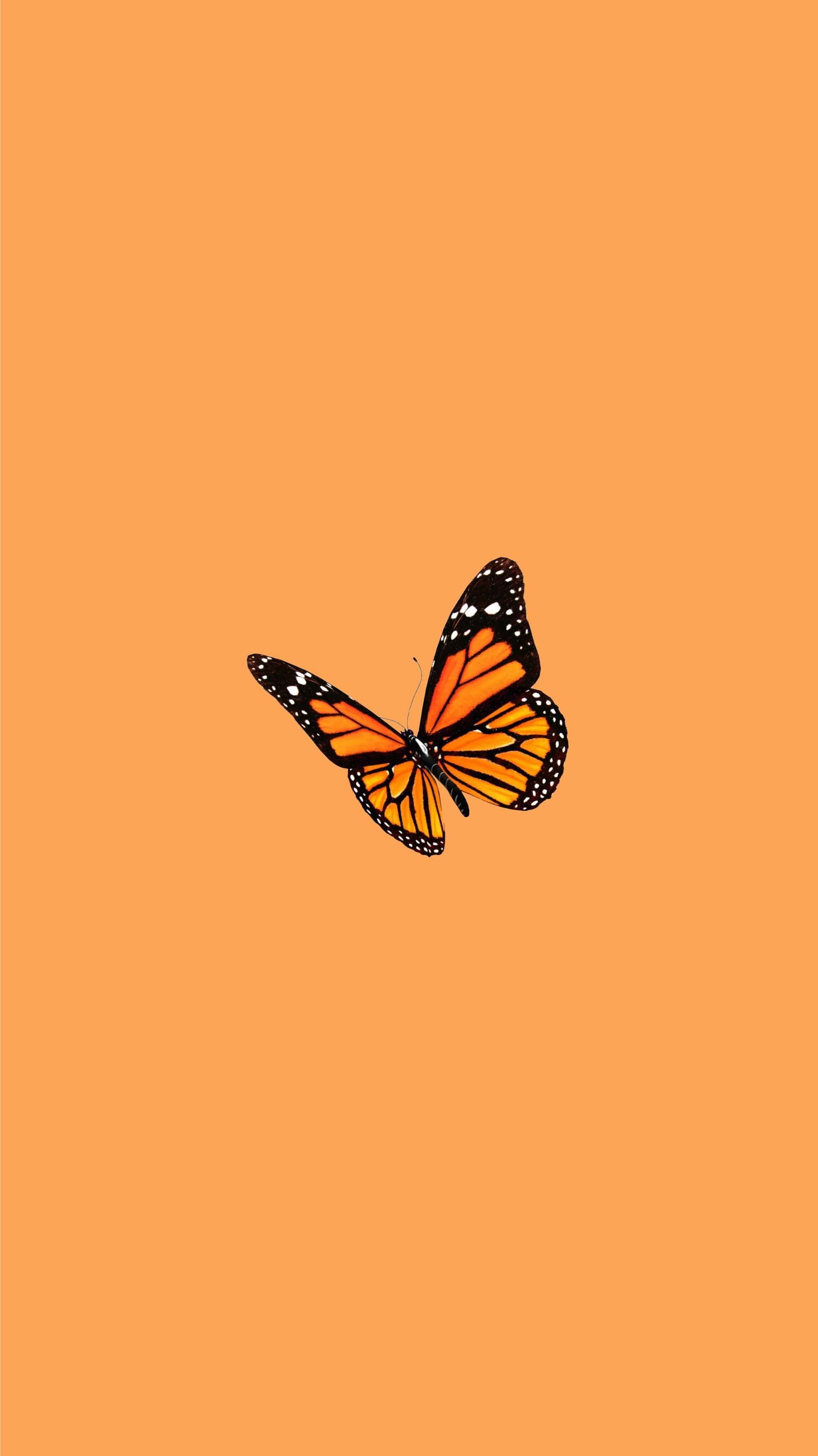 An orange butterfly on an orange background - Orange, butterfly