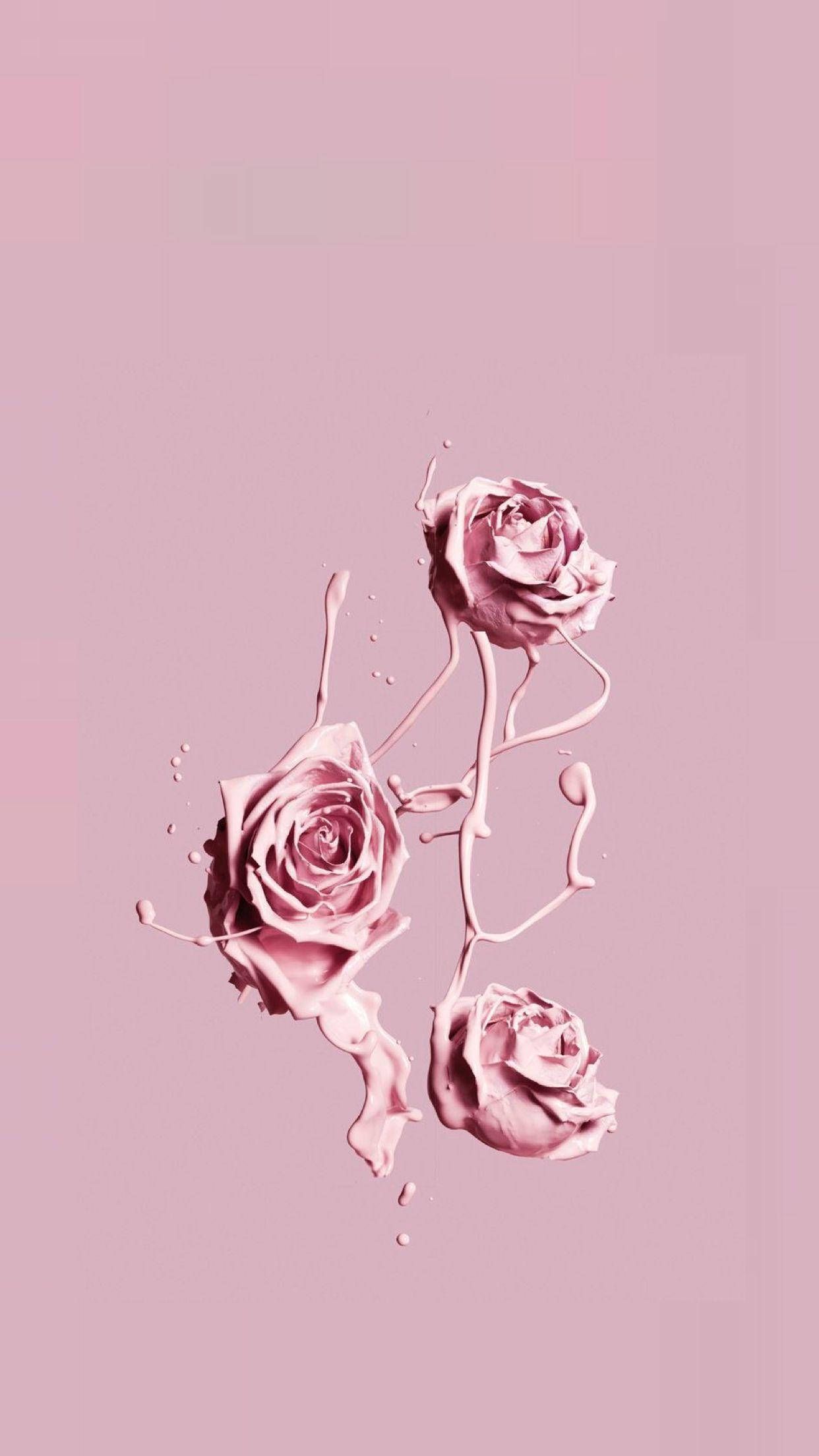 A pink background with three roses on it - Pink