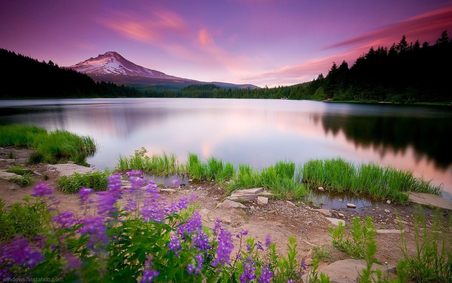 A mountain is reflected in a lake with purple flowers in the foreground. - Lake