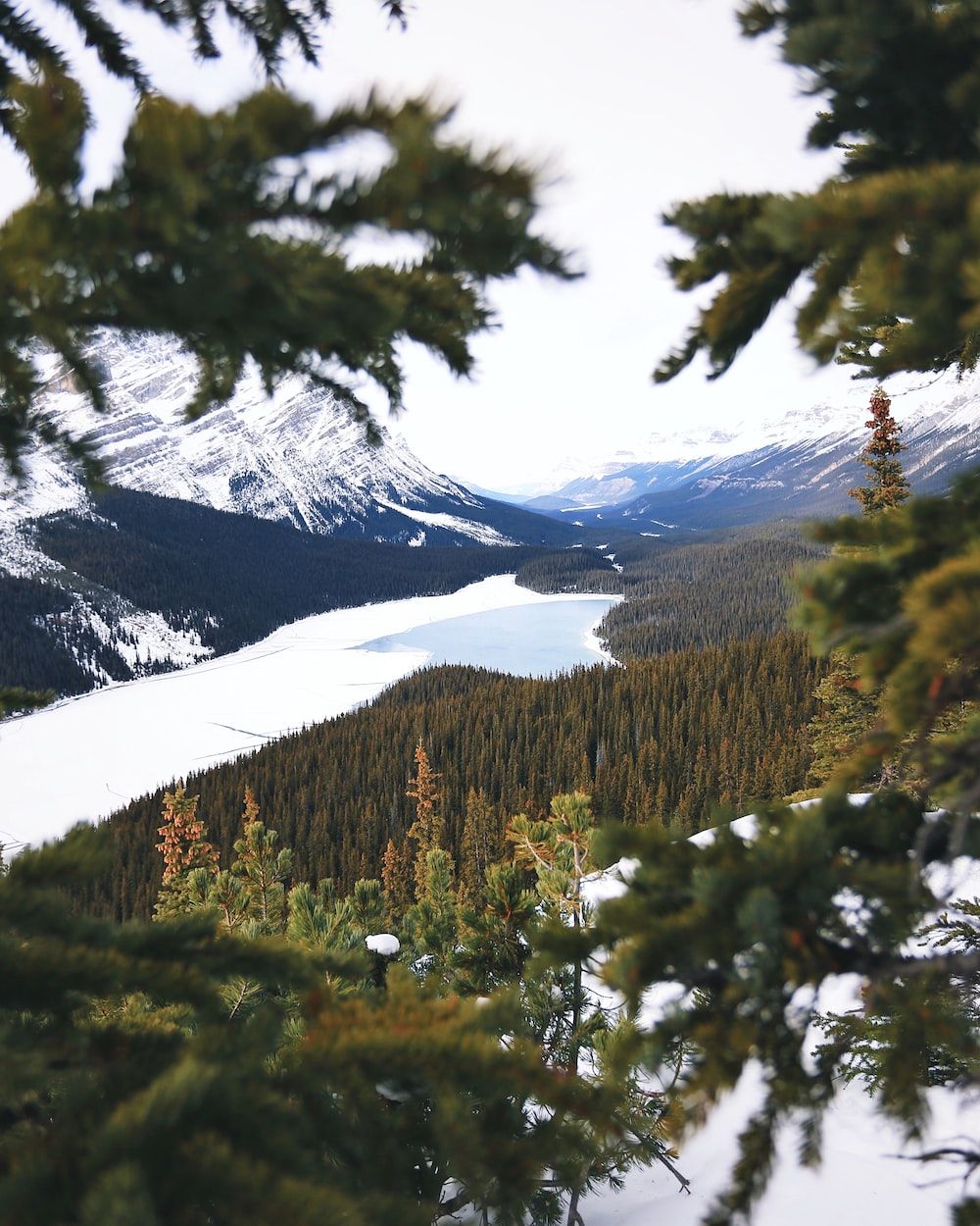 Lake between mountains with pine trees photo