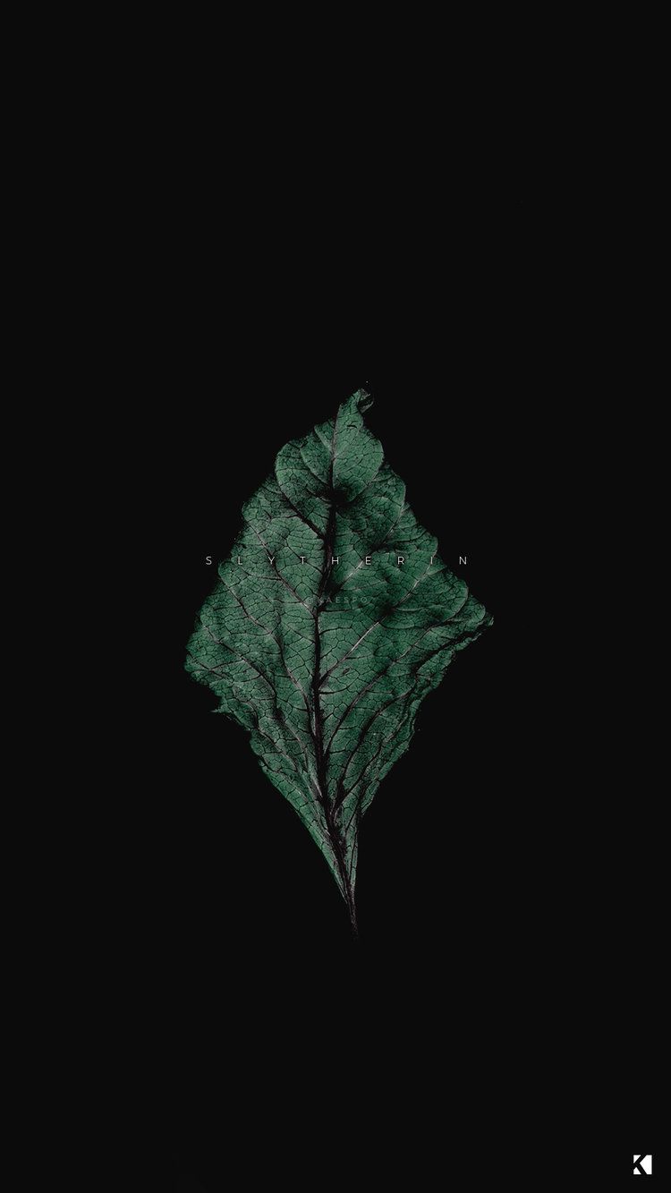 A green leaf on black background - Green, black, dark green