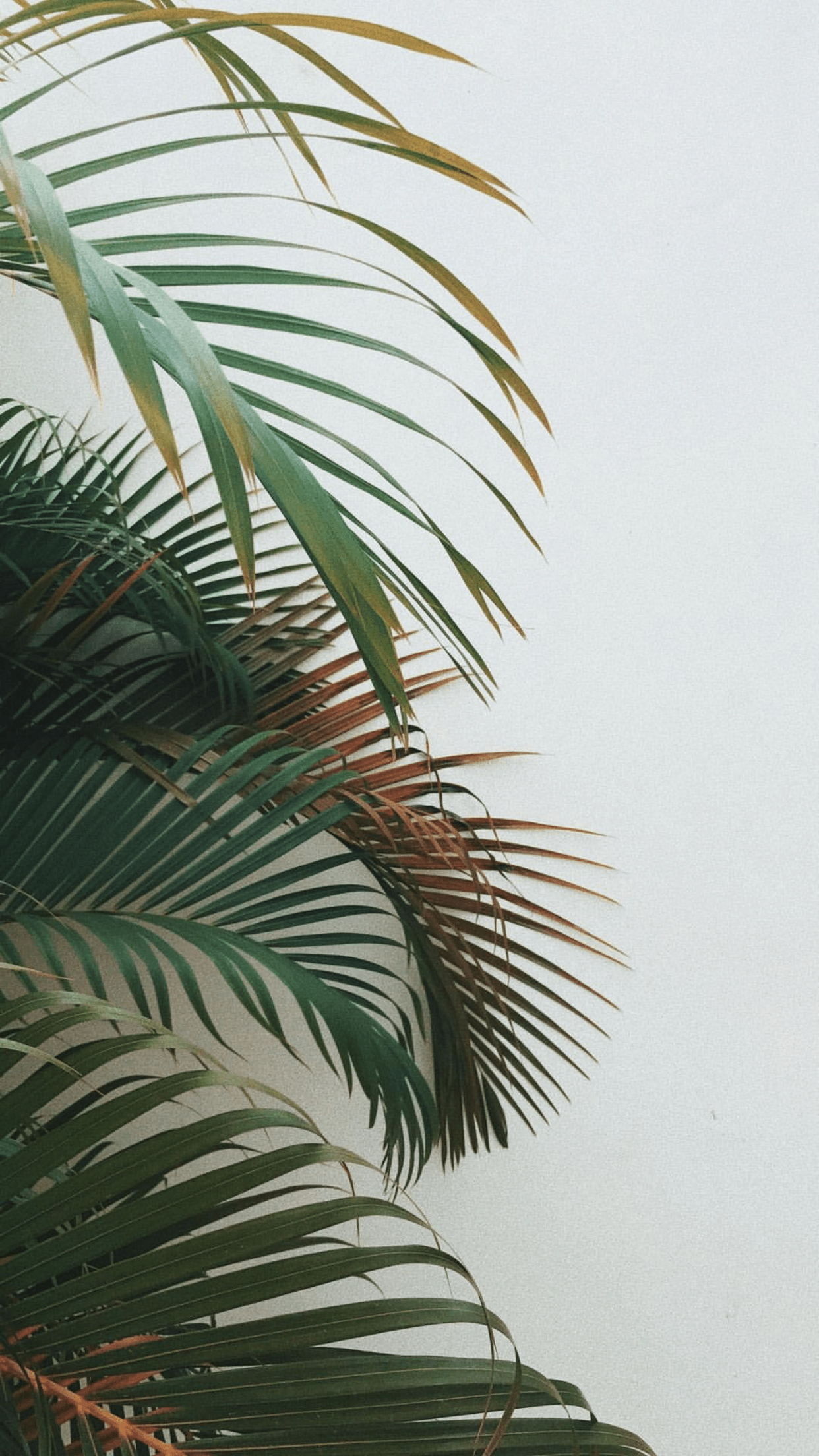 Background. Plant wallpaper, Plants, Plant aesthetic