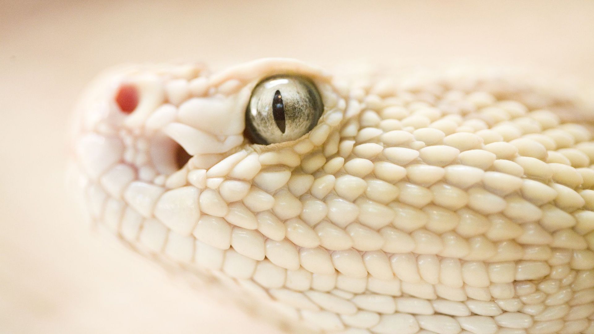 A close up of the head and eye area - Snake