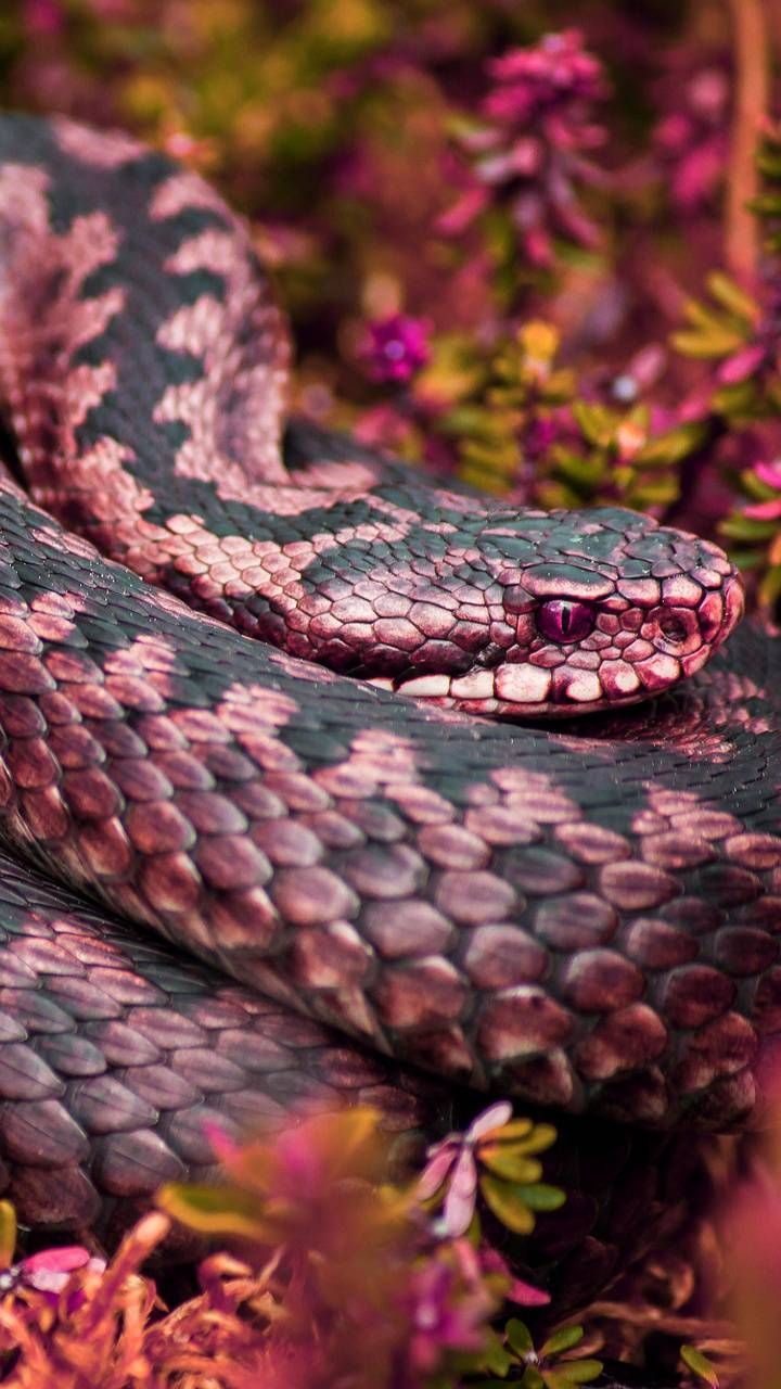 Pink Snake Wallpaper