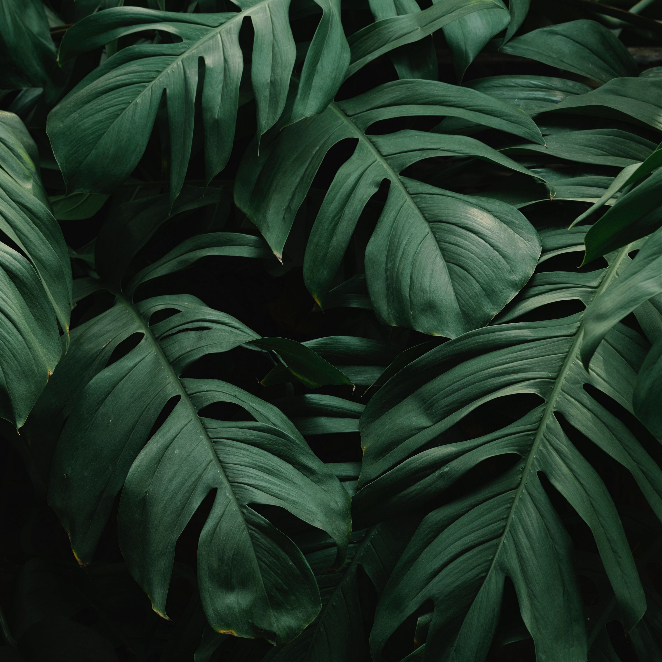 Monstera plant leaves in a dark setting - Plants, leaves