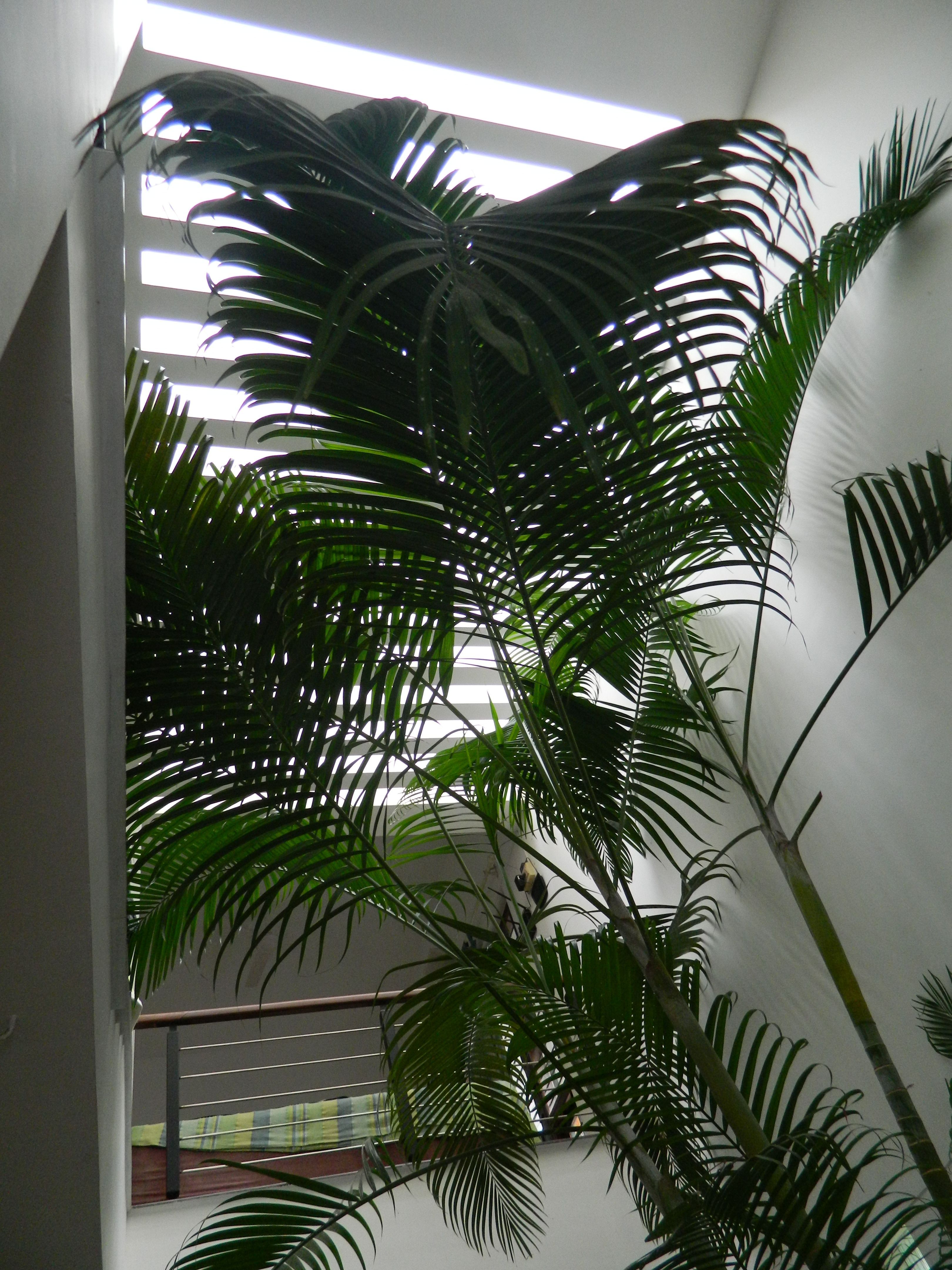 A palm tree is growing in the corner of an indoor room - Plants