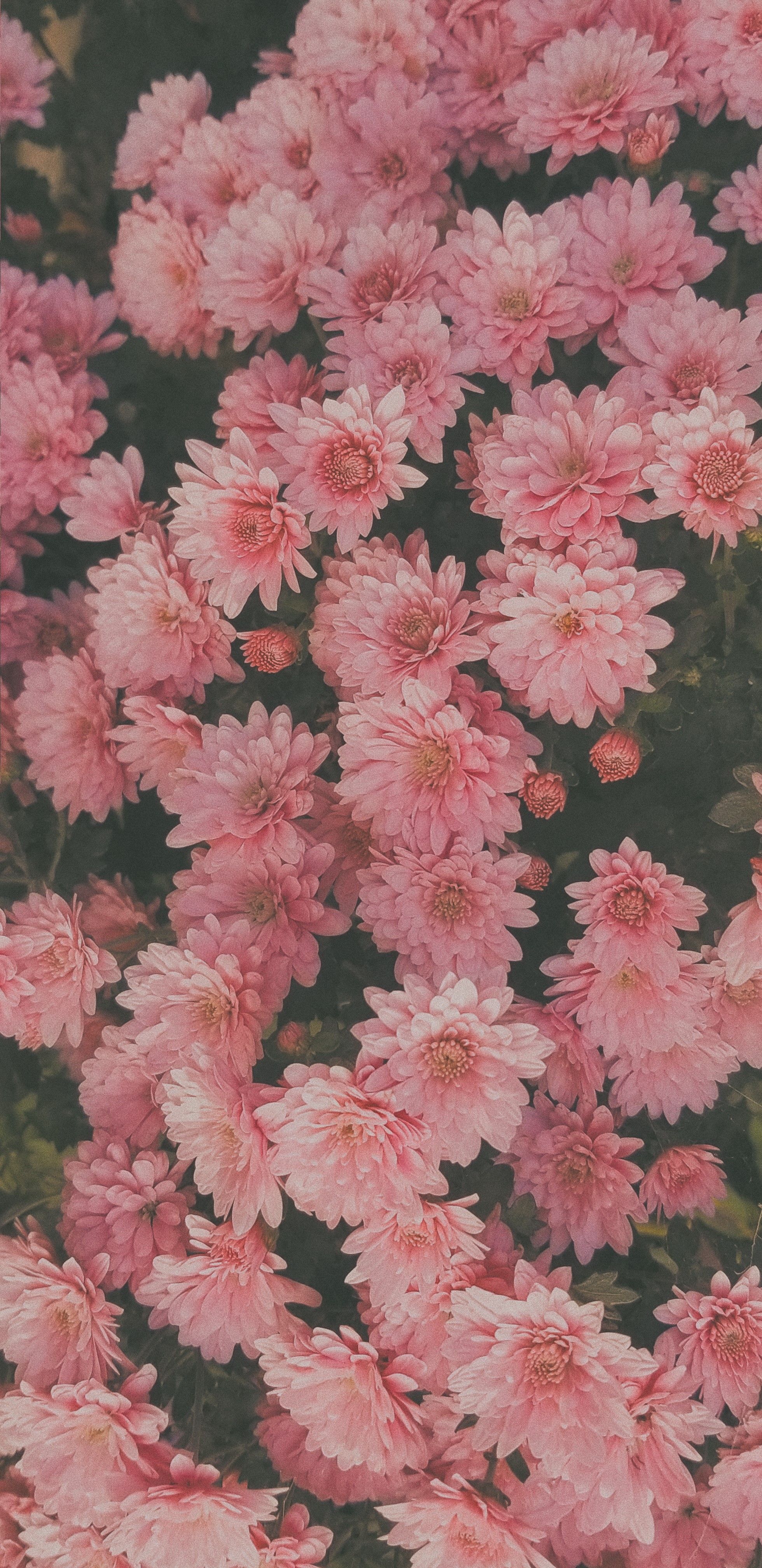 plants, pink flowers, nature, flowers, petals Gallery HD Wallpaper