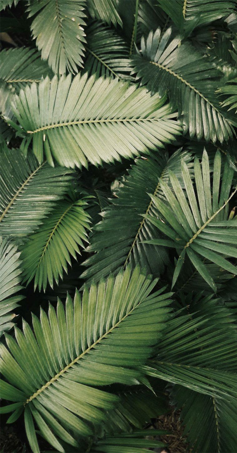 A close up of a bunch of green palm leaves. - Leaves, tropical, botanical