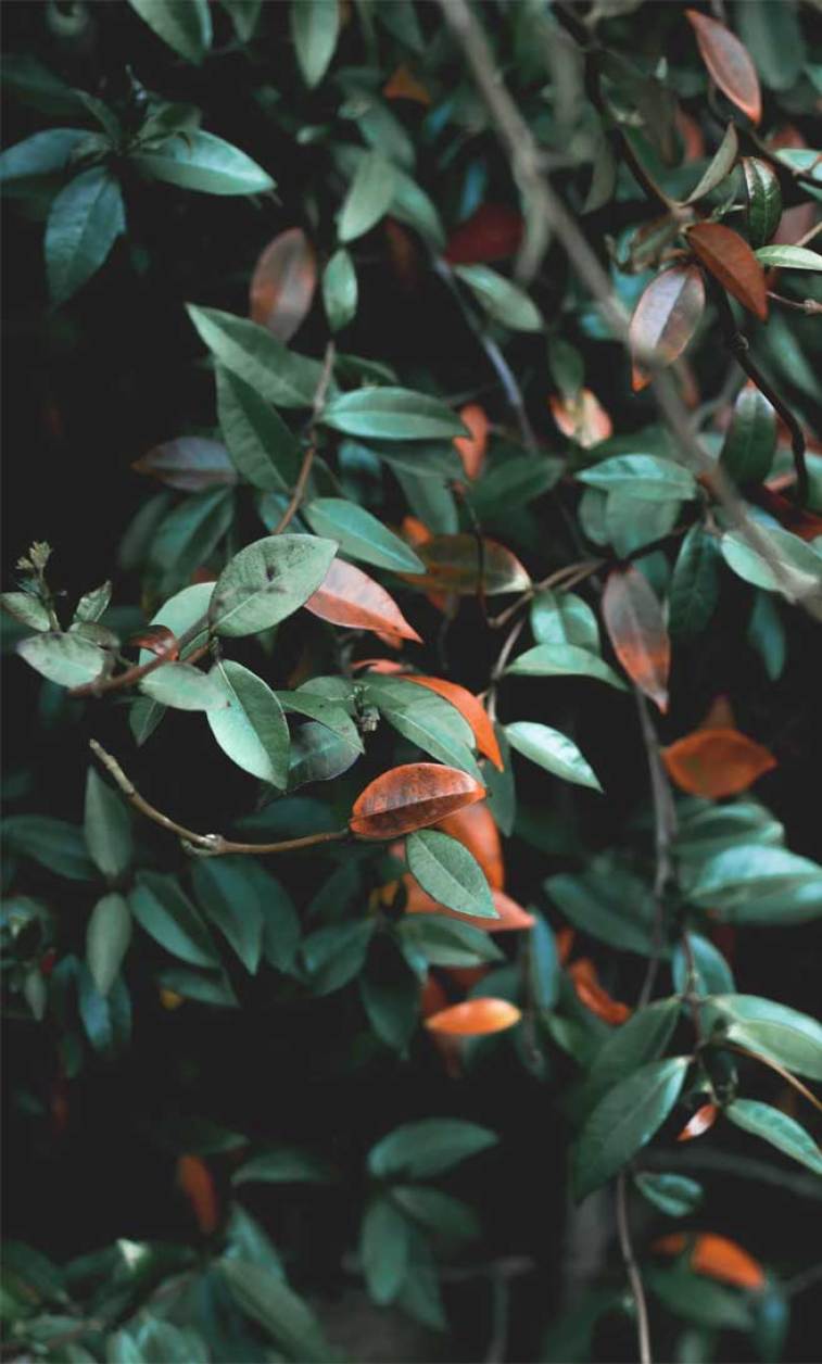 A close up of green and orange leaves on a tree - Leaves