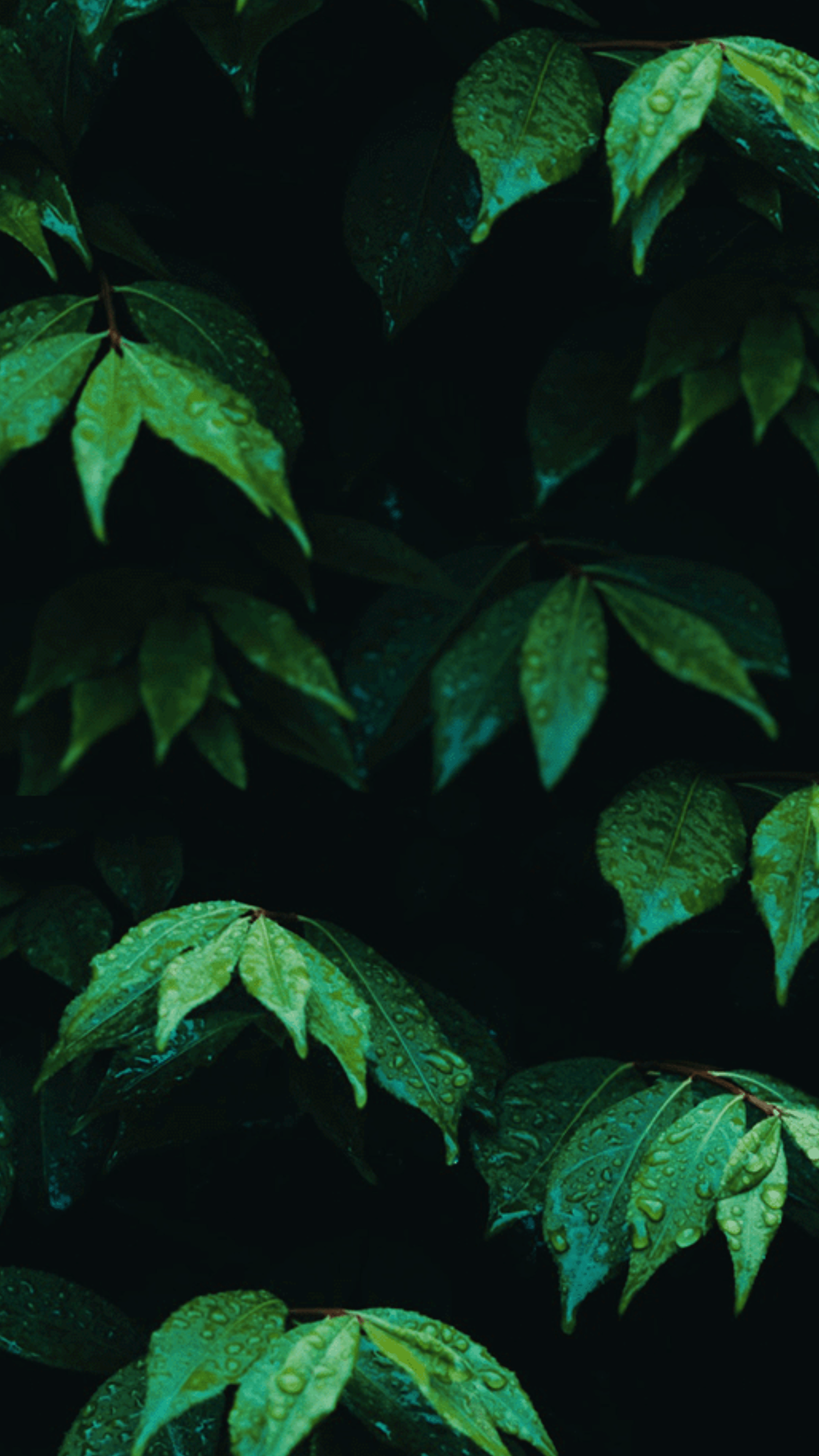 A close up of some green leaves - Leaves