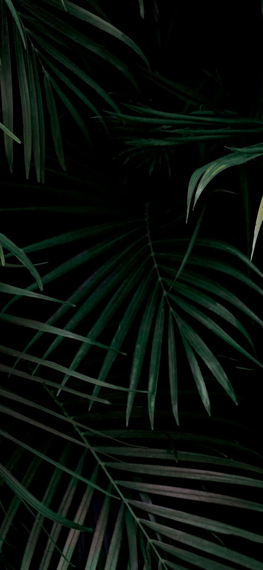 A black background with green palm leaves - Leaves