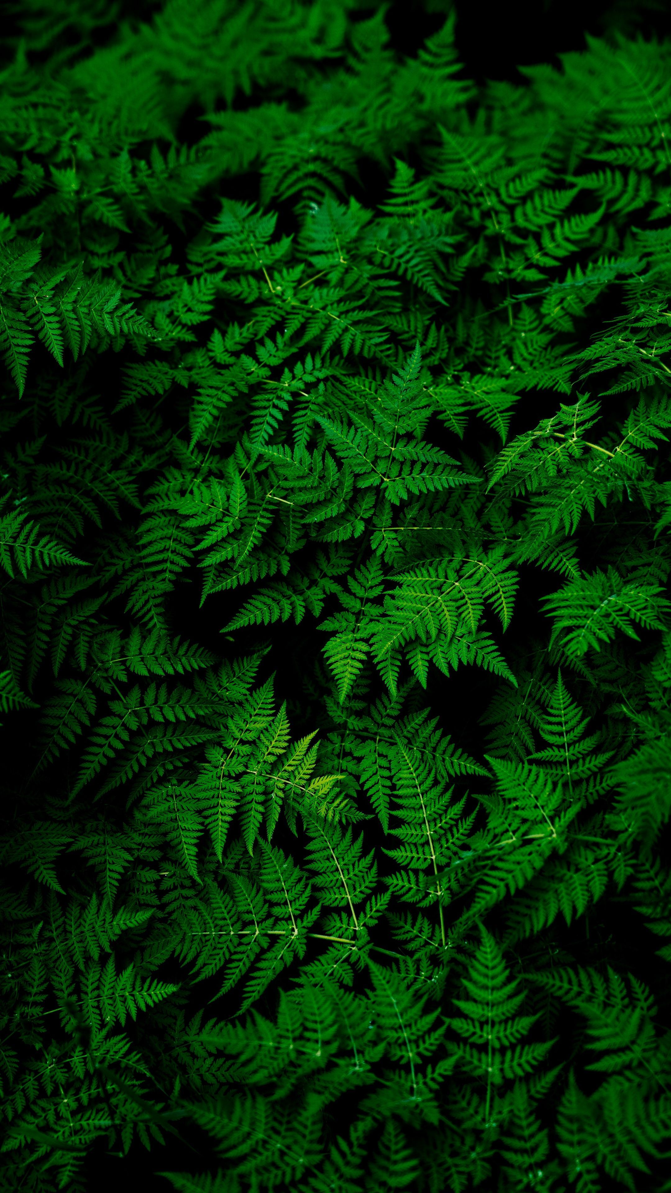 A green fern in the dark - Leaves