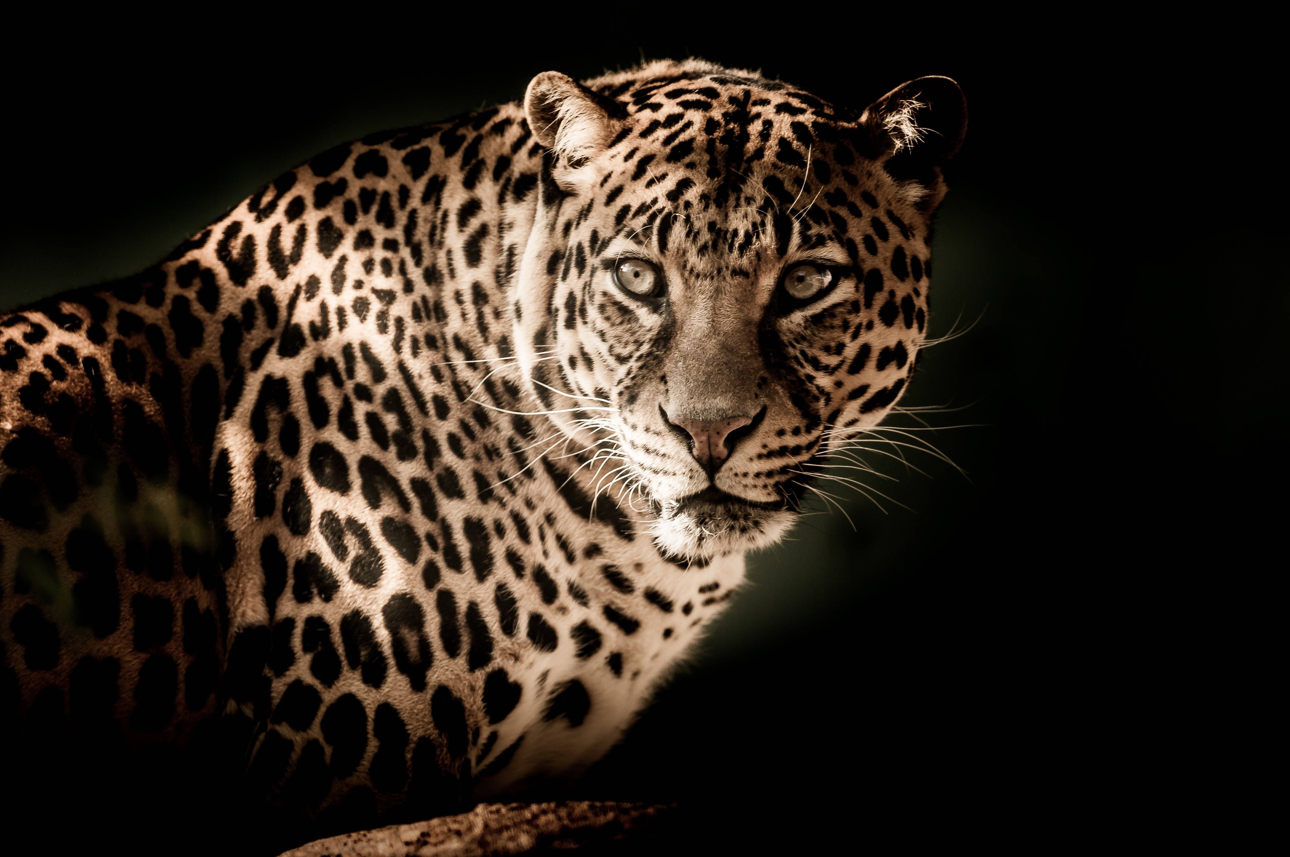 A leopard is looking at the camera - Leopard