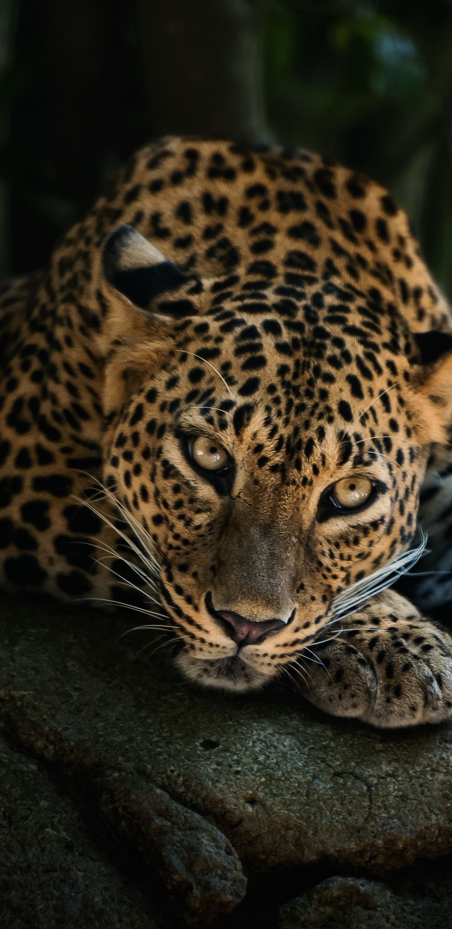 A leopard is laying on the ground - Leopard