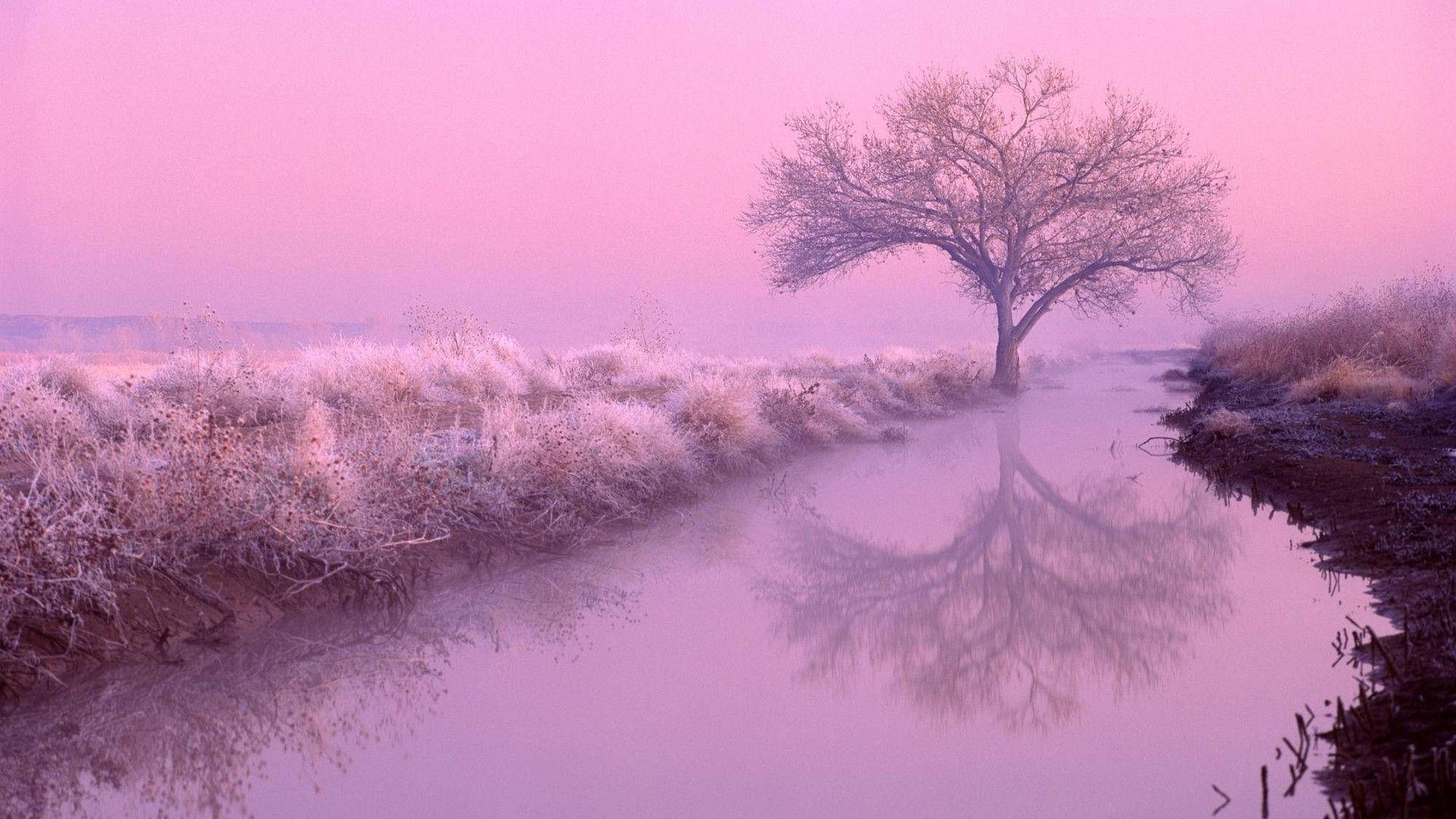 A tree is reflected in the water - Pink, river