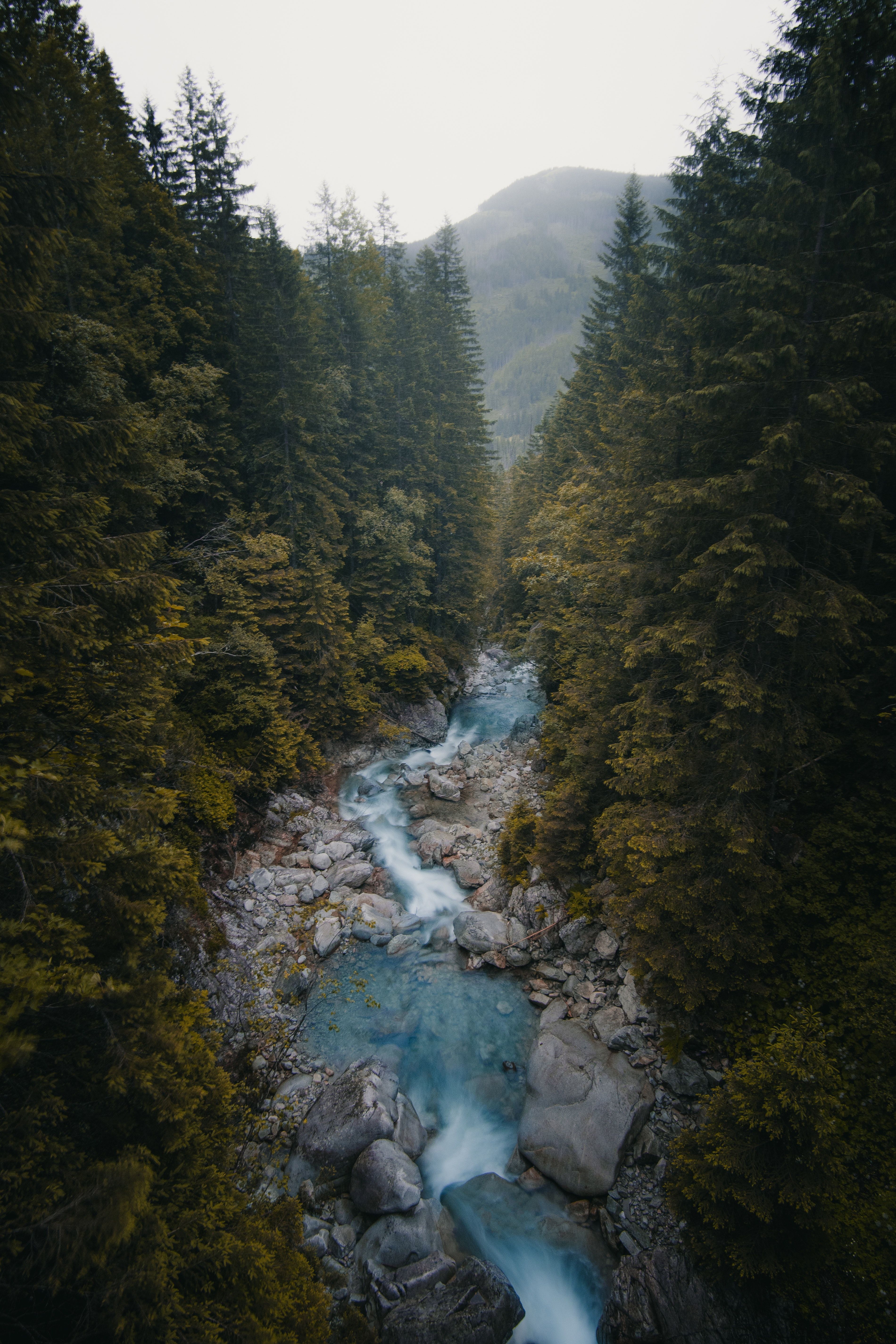 A river flowing through the forest - River