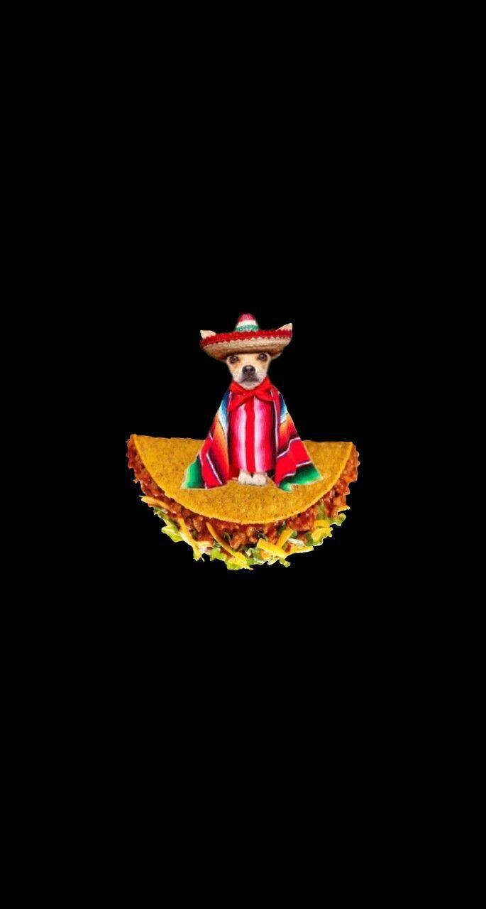 A dog wearing mexican clothing on top of tacos - Mexico