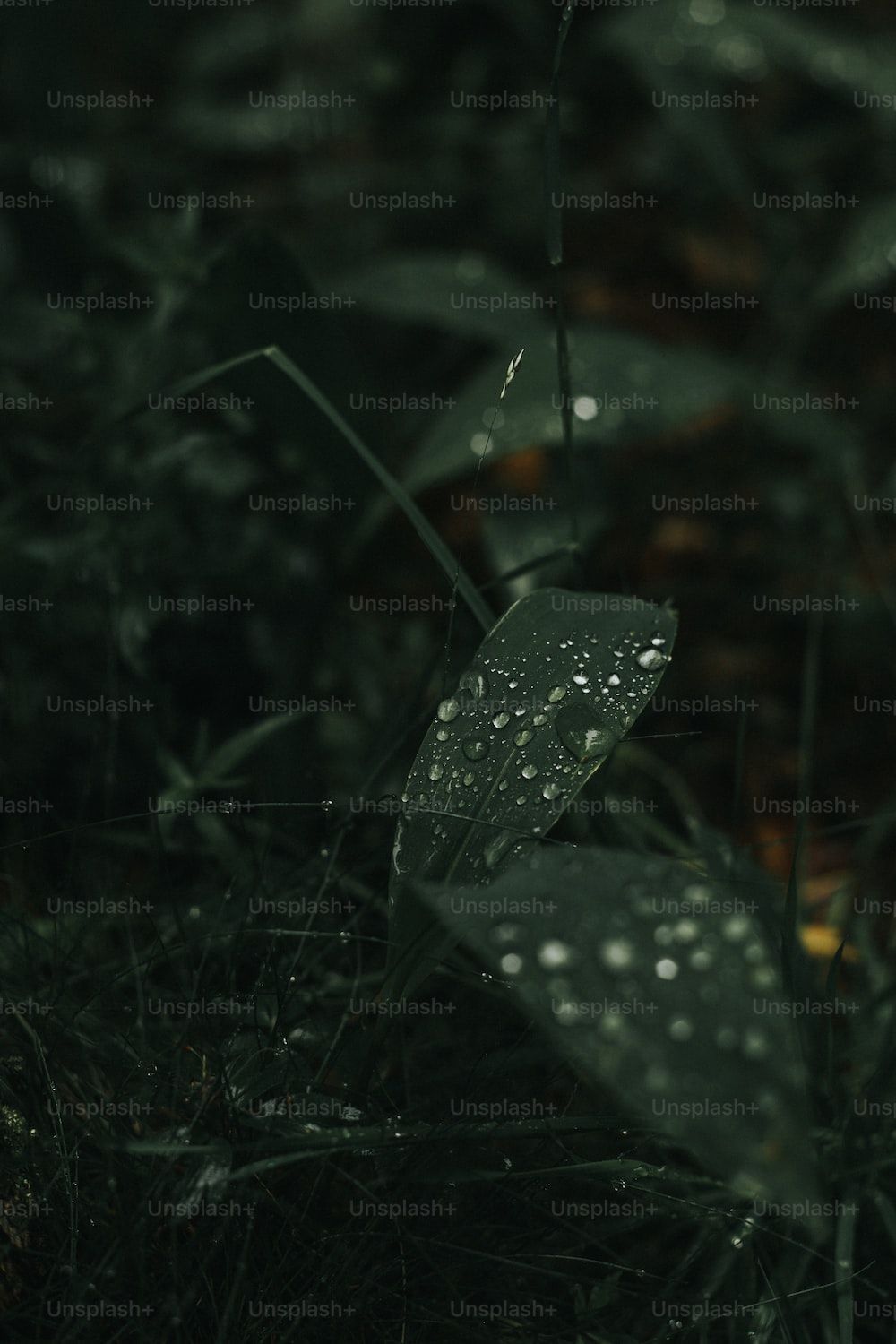 Rain On Leaf Picture. Download Free Image