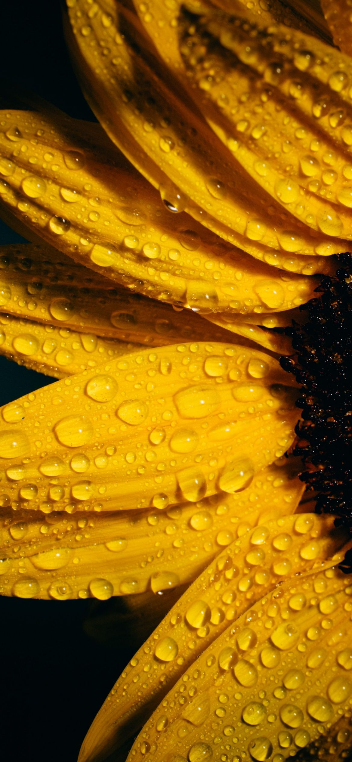 Sunflower Wallpaper 4K, Black background, Rain droplets - Rain