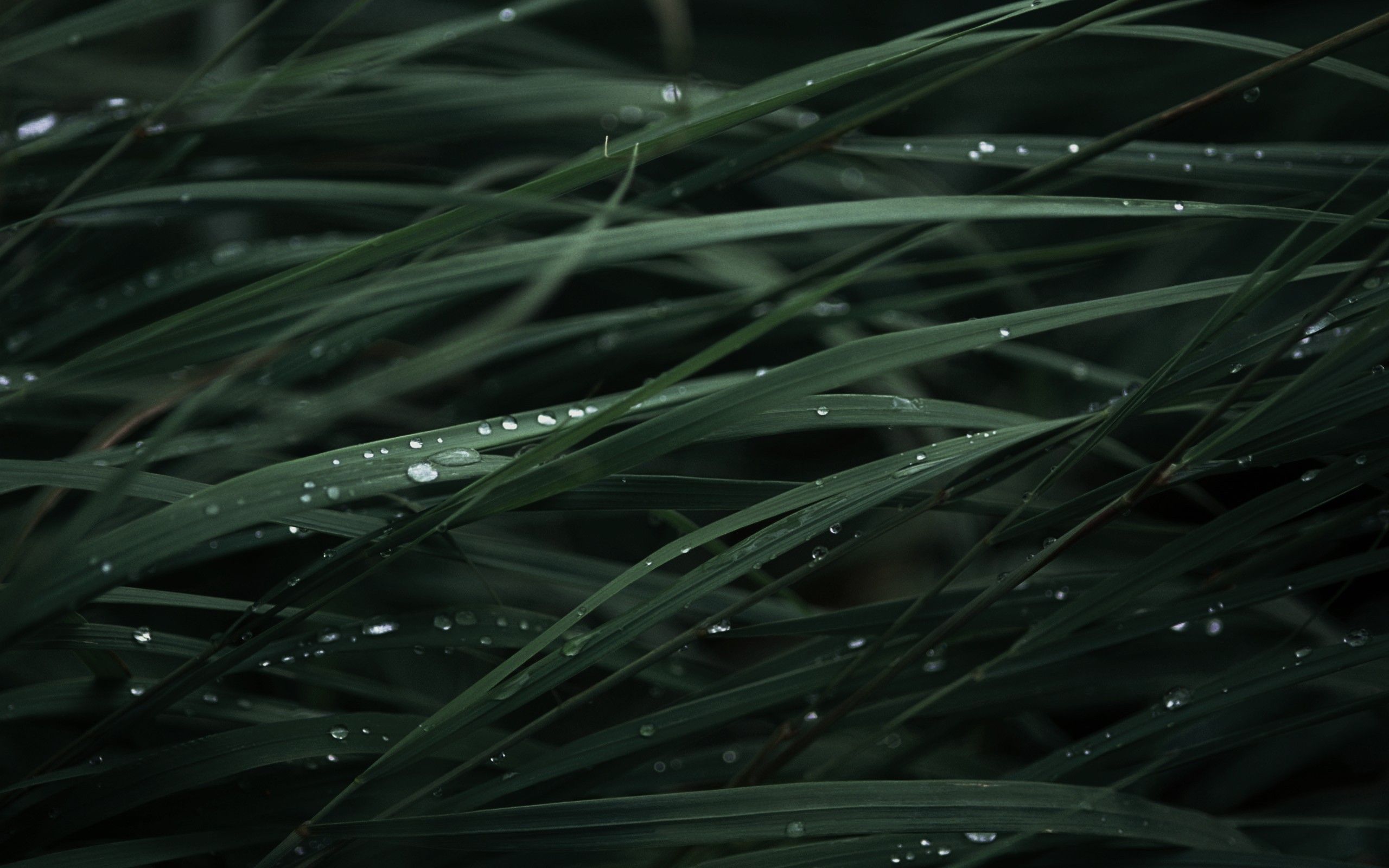Close up of green grass with water droplets on it - Rain