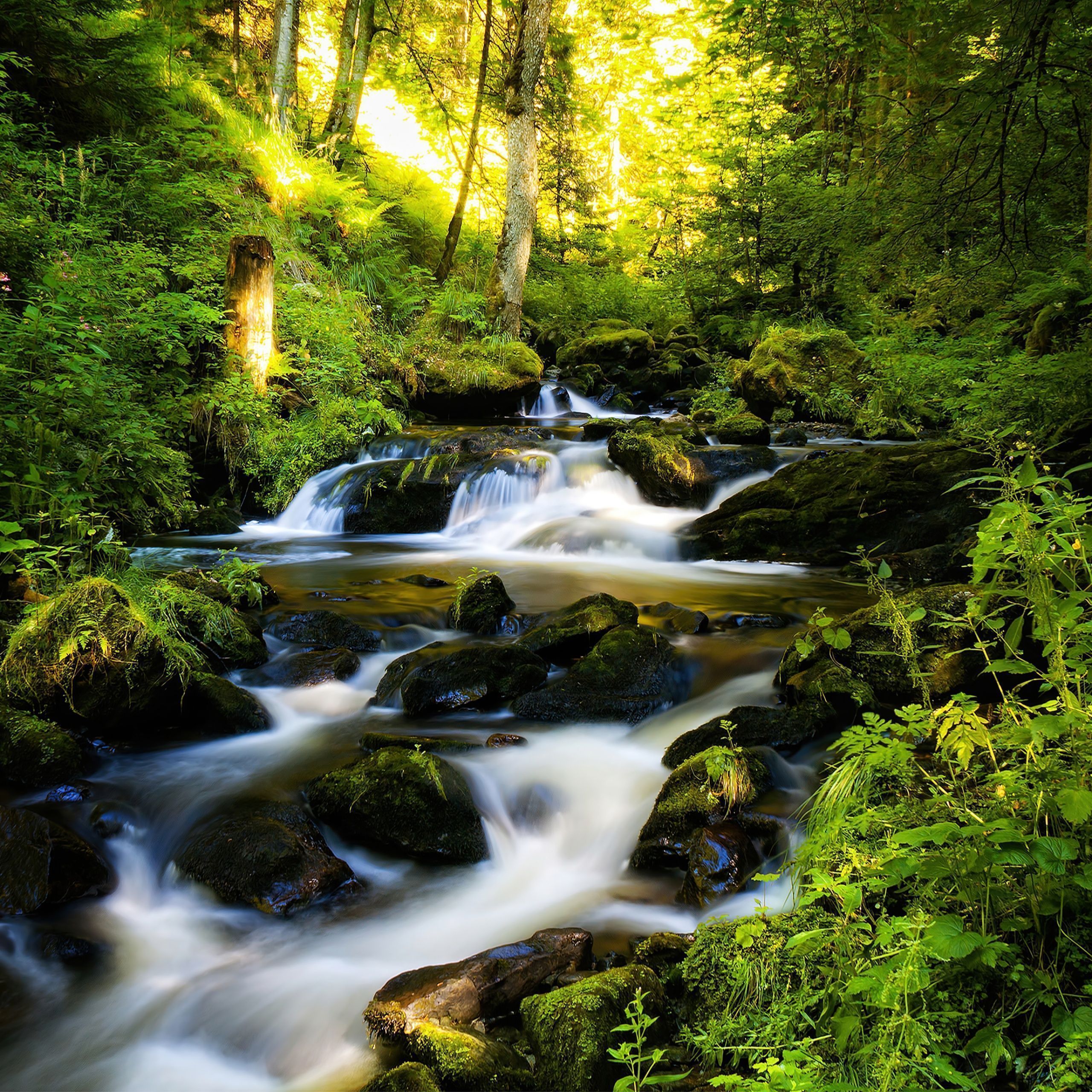 A river flows through a forest, surrounded by greenery and mossy rocks. - Waterfall