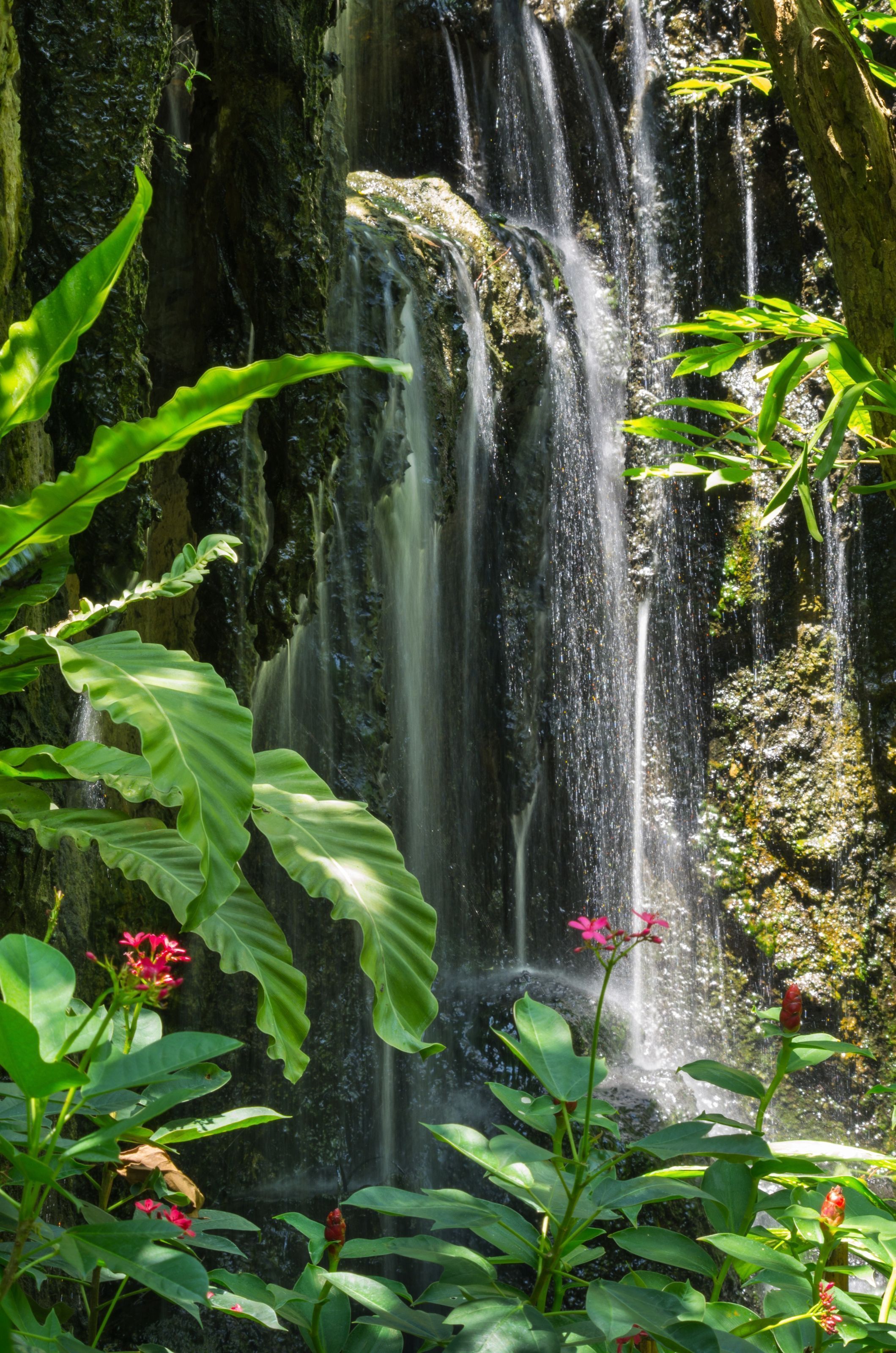 A waterfall cascading down a rock wall with tropical plants in the foreground. - Waterfall