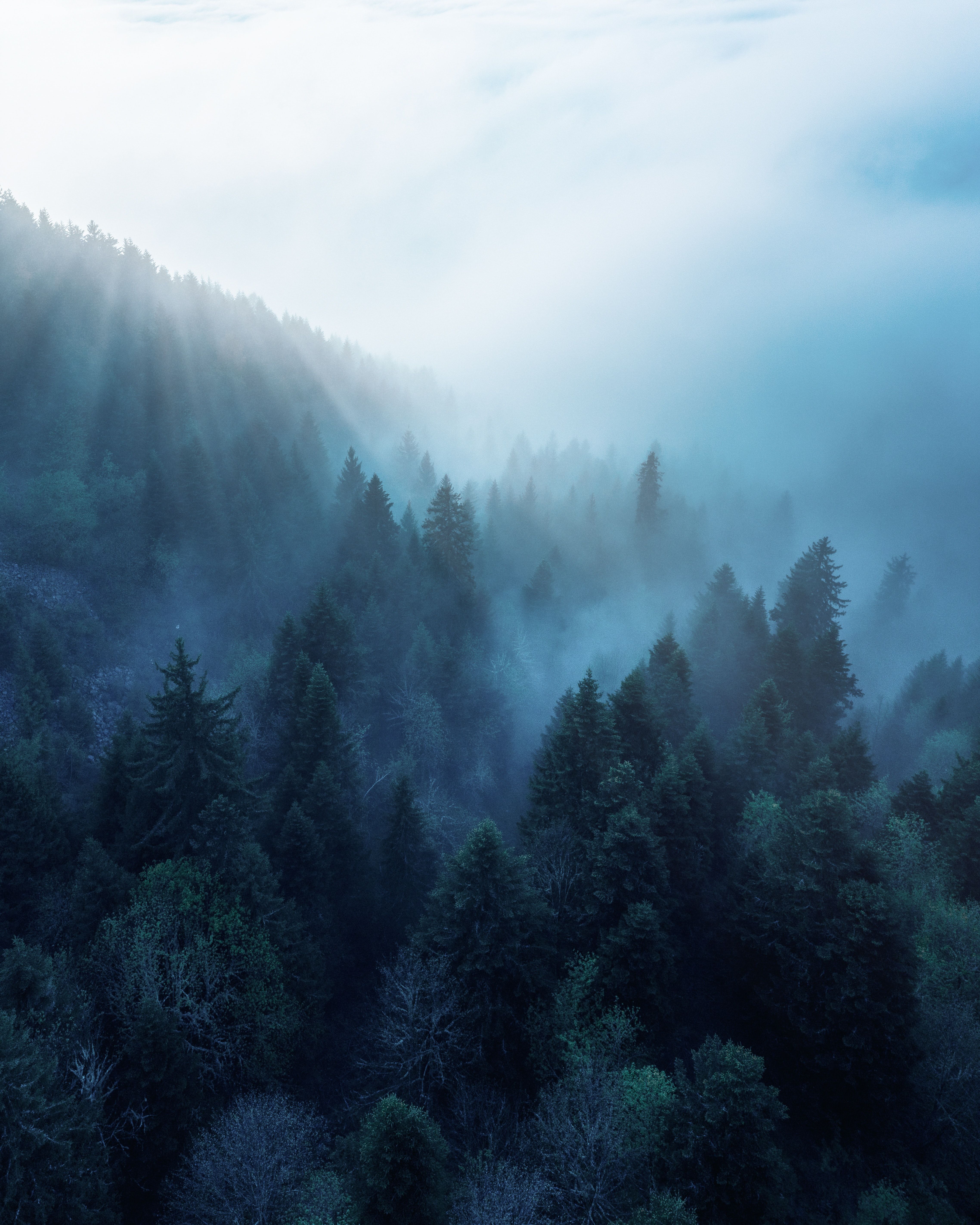 A foggy forest with a blue tint. - Forest, foggy forest, fog
