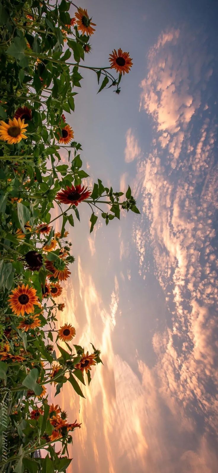 Sunflowers