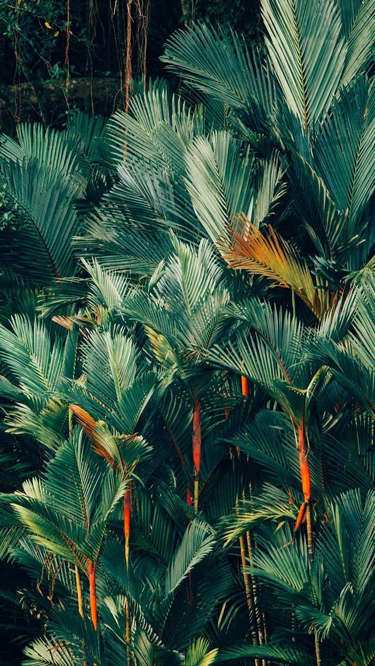 Welcome To The Jungle iPhone Xs Max Wallpaper. Preppy Wallpaper. Tree wallpaper iphone, Jungle wallpaper, iPhone wallpaper vintage