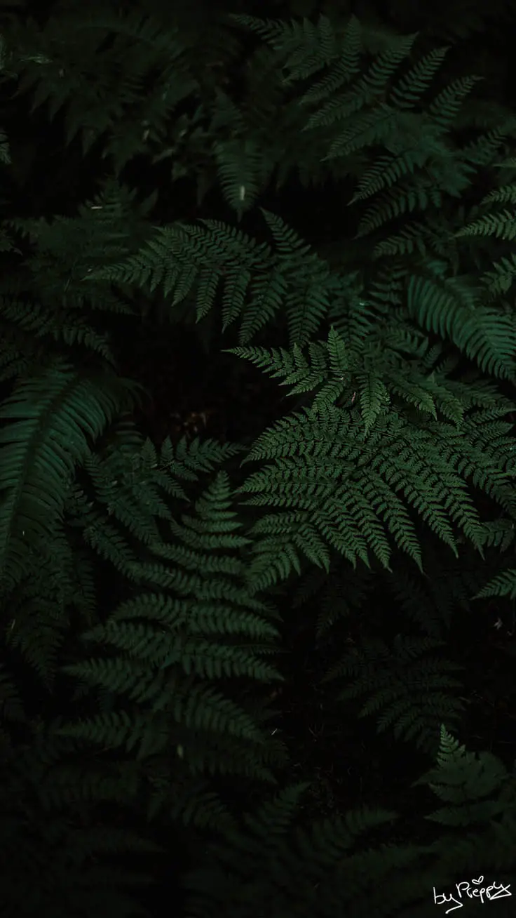 A fern plant in the dark - Jungle