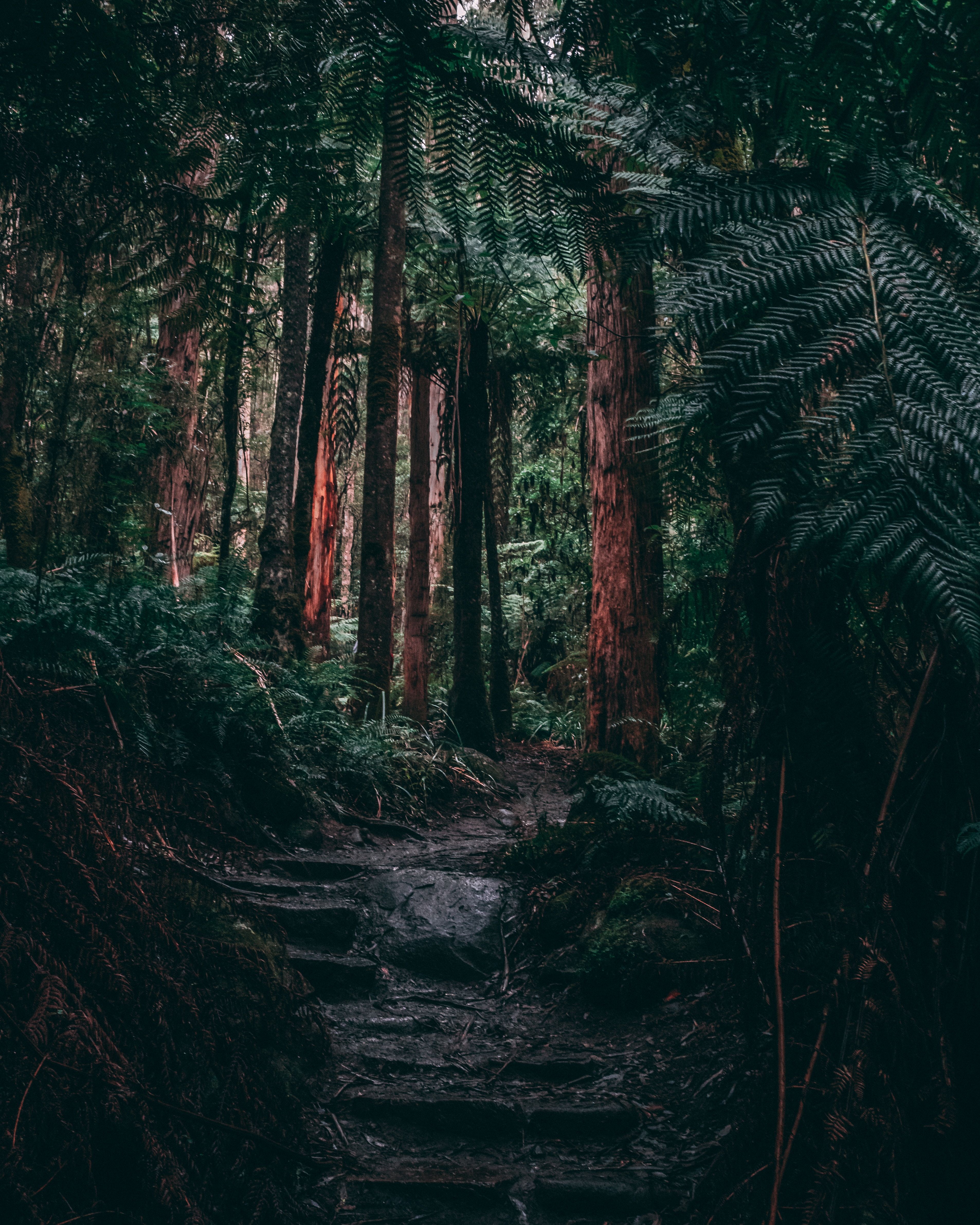 A dark forest with a path of stone steps and trees. - Jungle