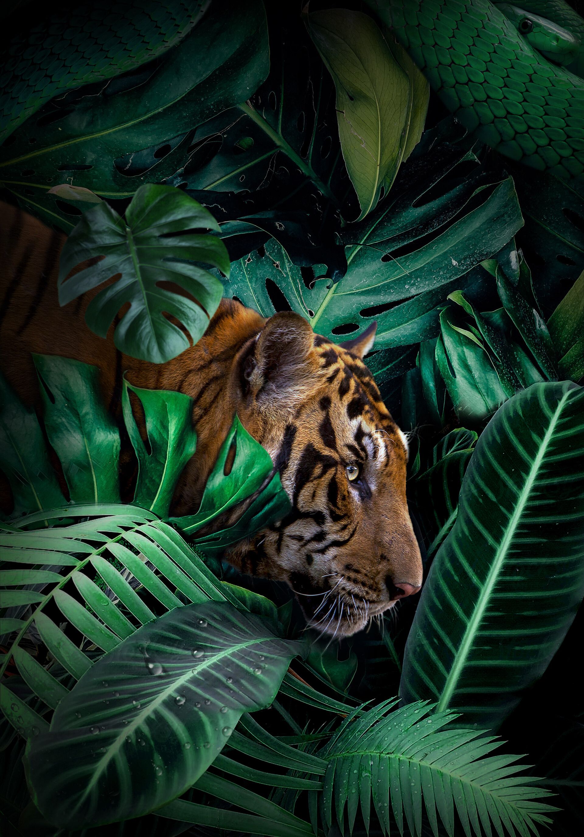 Download Jungle wallpaper for mobile phone, free Jungle HD picture