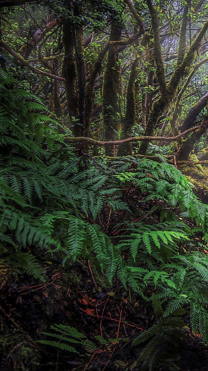 A dense forest with green ferns and mossy trees. - Jungle