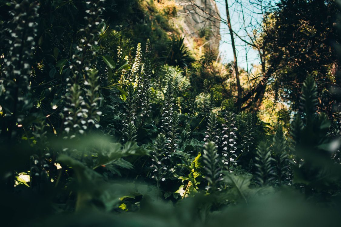 A person is standing in front of some flowers - Jungle