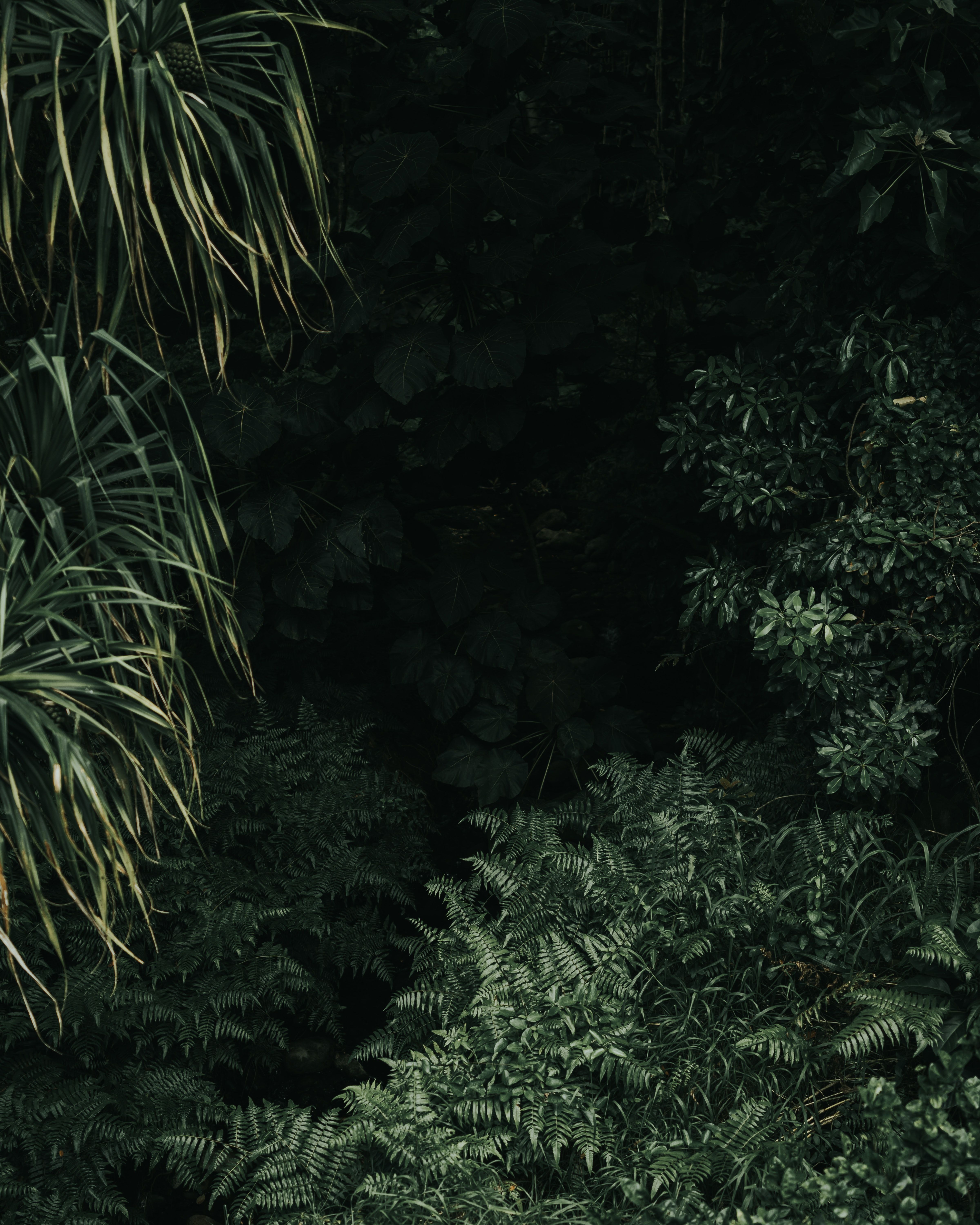 A dark forest with green ferns and plants. - Jungle