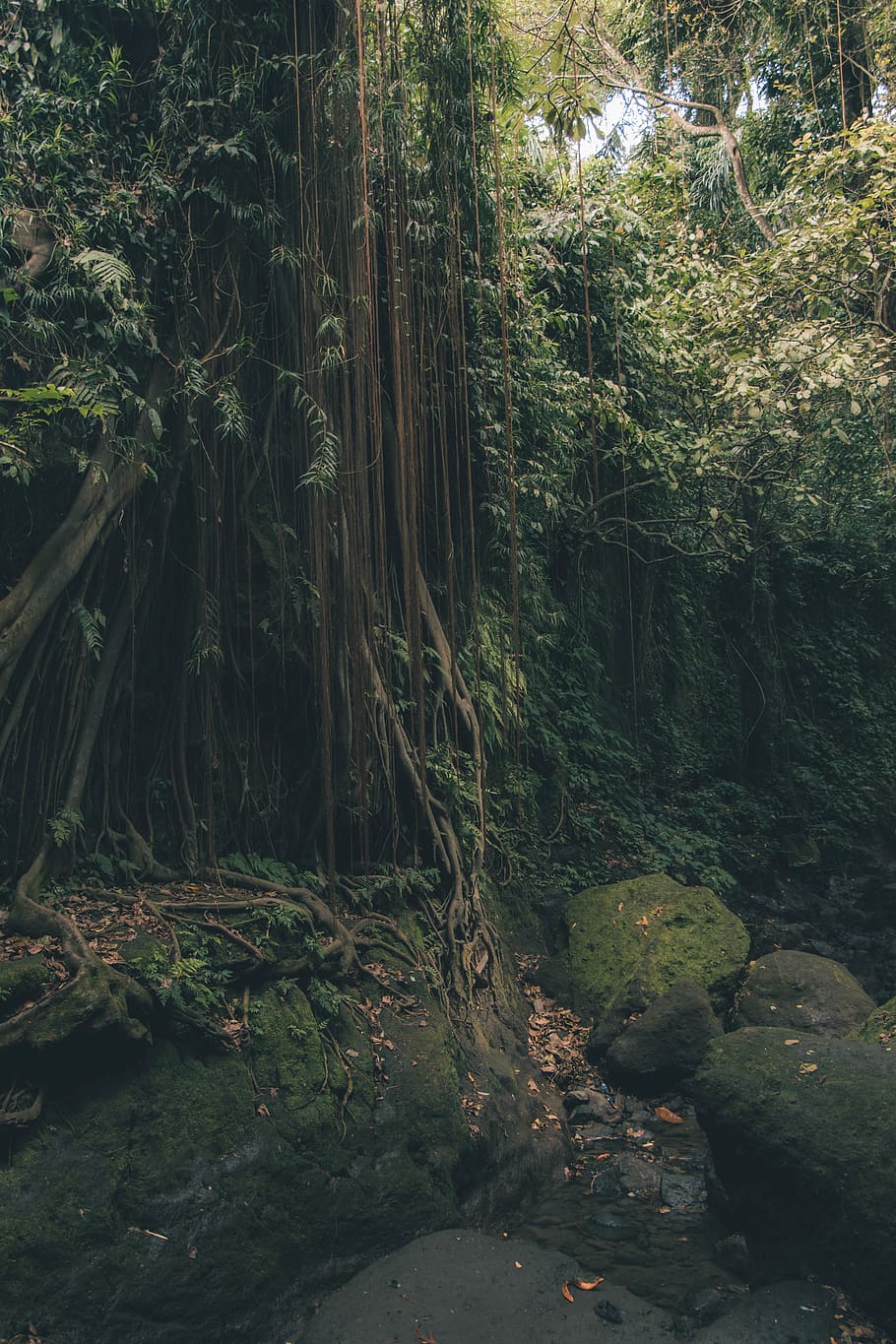A tree with roots on a rock in a forest - Jungle