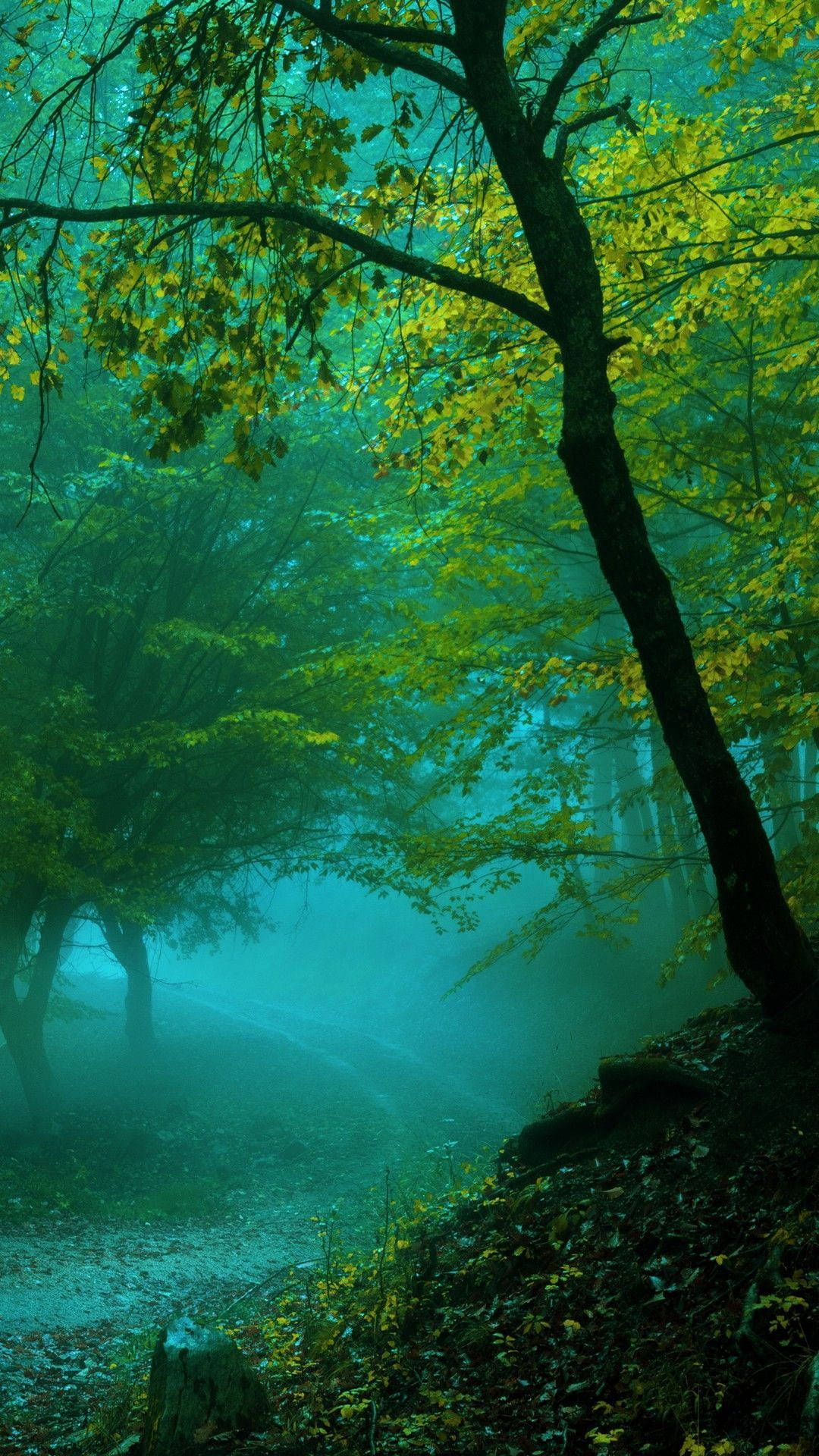 A foggy forest in the fall with trees and leaves - Jungle