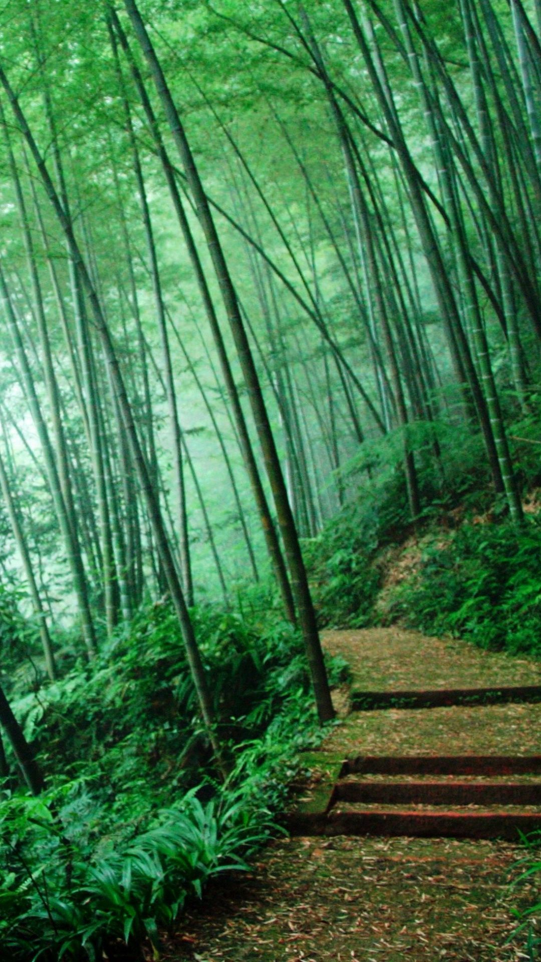 A pathway in the middle of green trees - Jungle