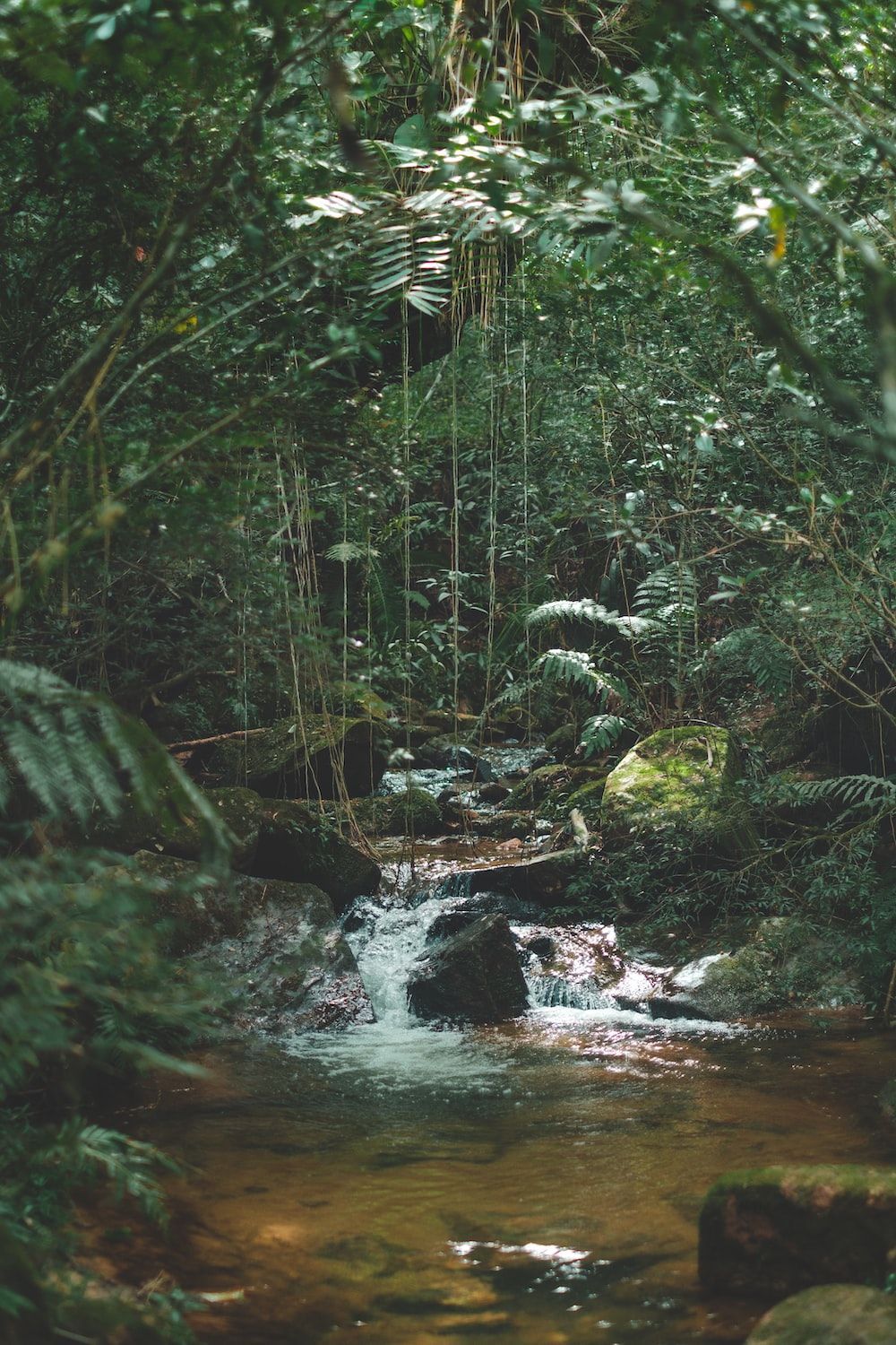 A small stream flowing through the jungle - Jungle