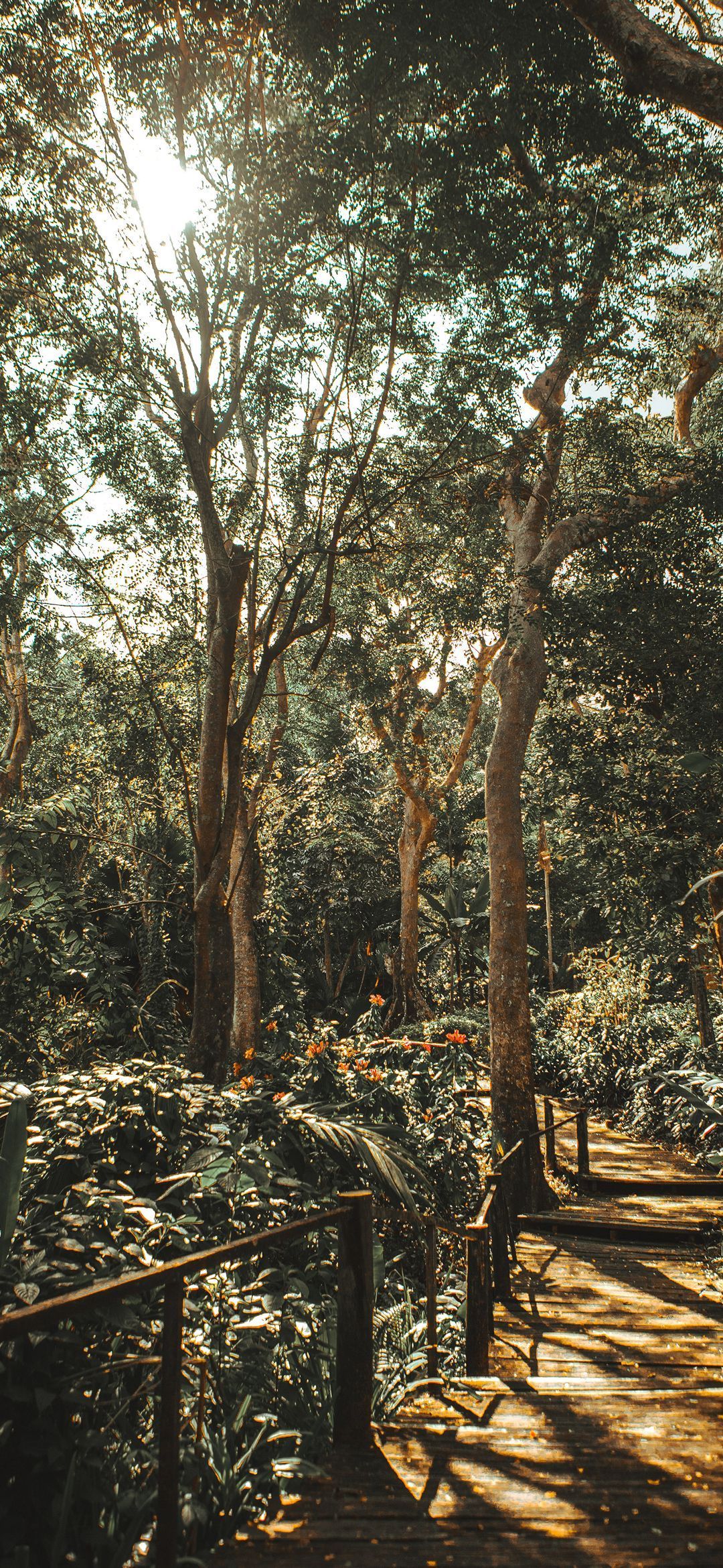 A wooden bridge in a jungle with sun shining through the trees. - Jungle