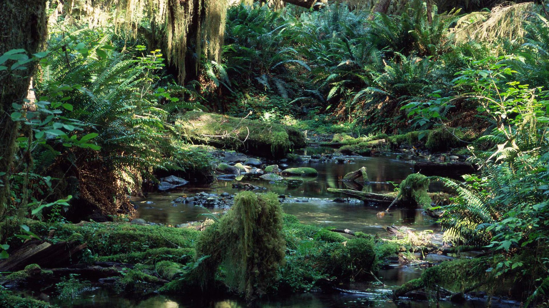 A small stream in a lush green forest - Jungle