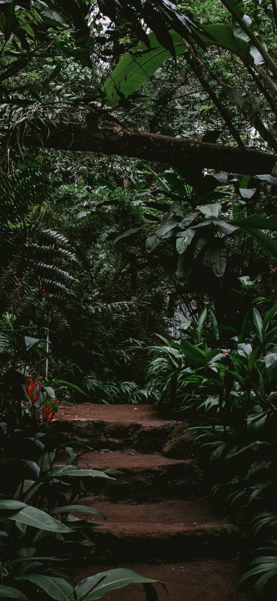 A path through the jungle surrounded by greenery - Jungle