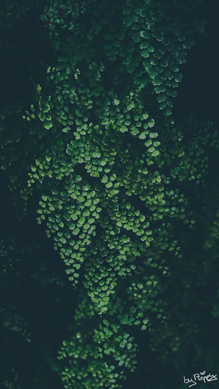 Green leaves on a tree. - Jungle