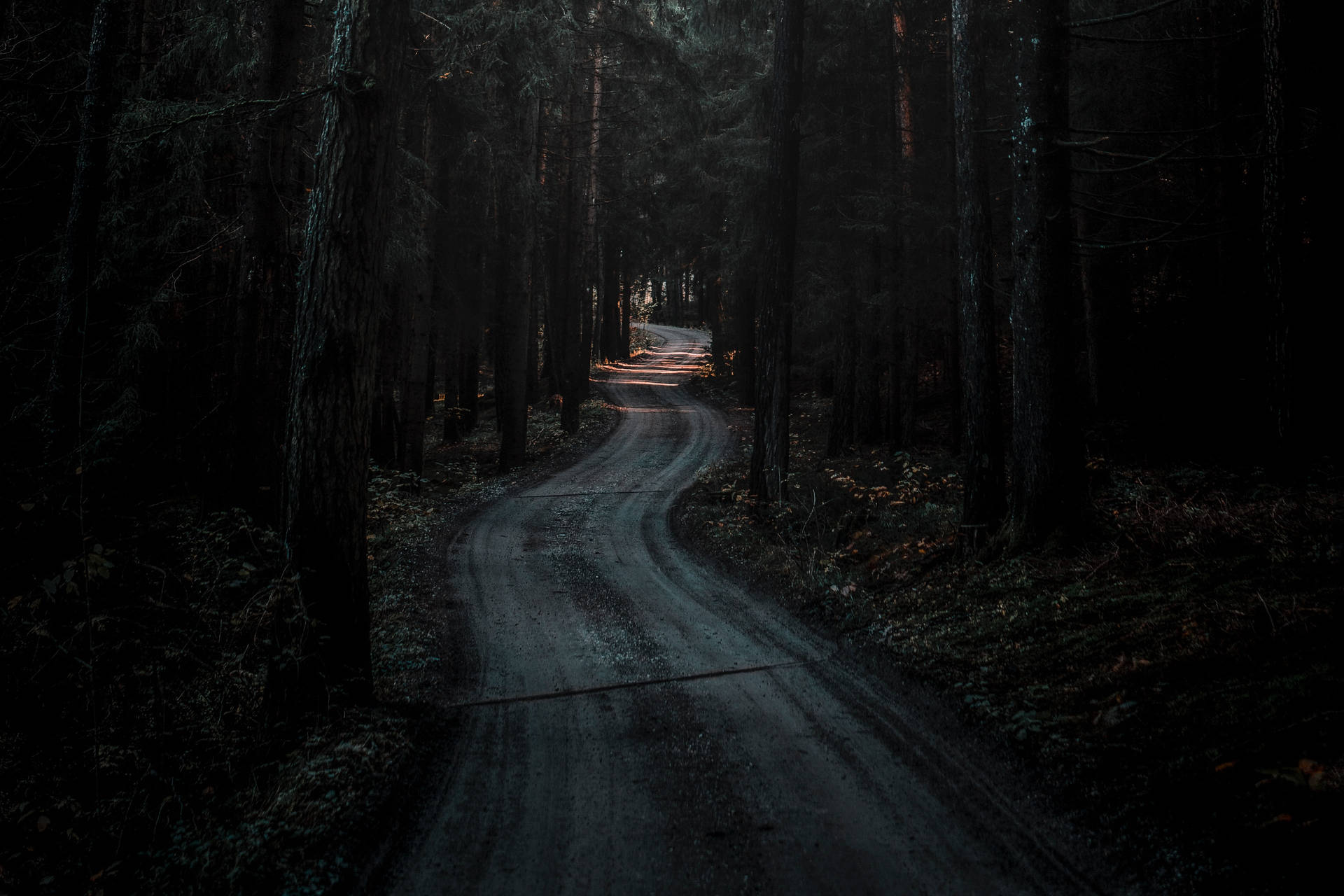 A dark forest road with a car's headlights in the distance. - Forest, woods