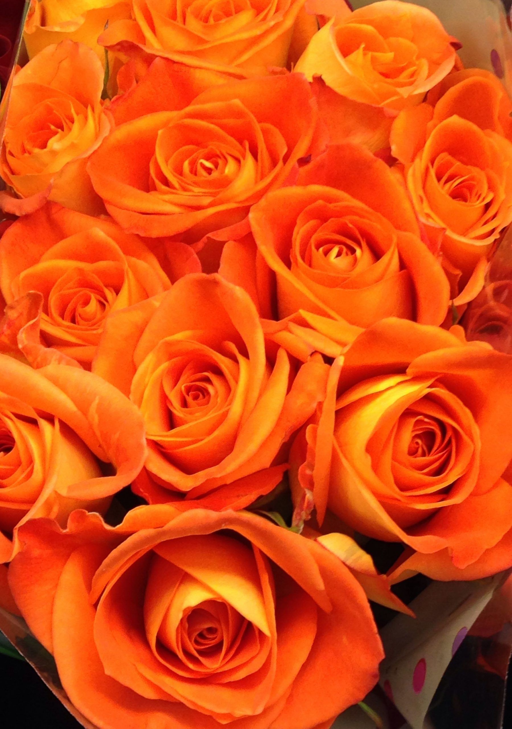 A bouquet of orange roses. - Orange