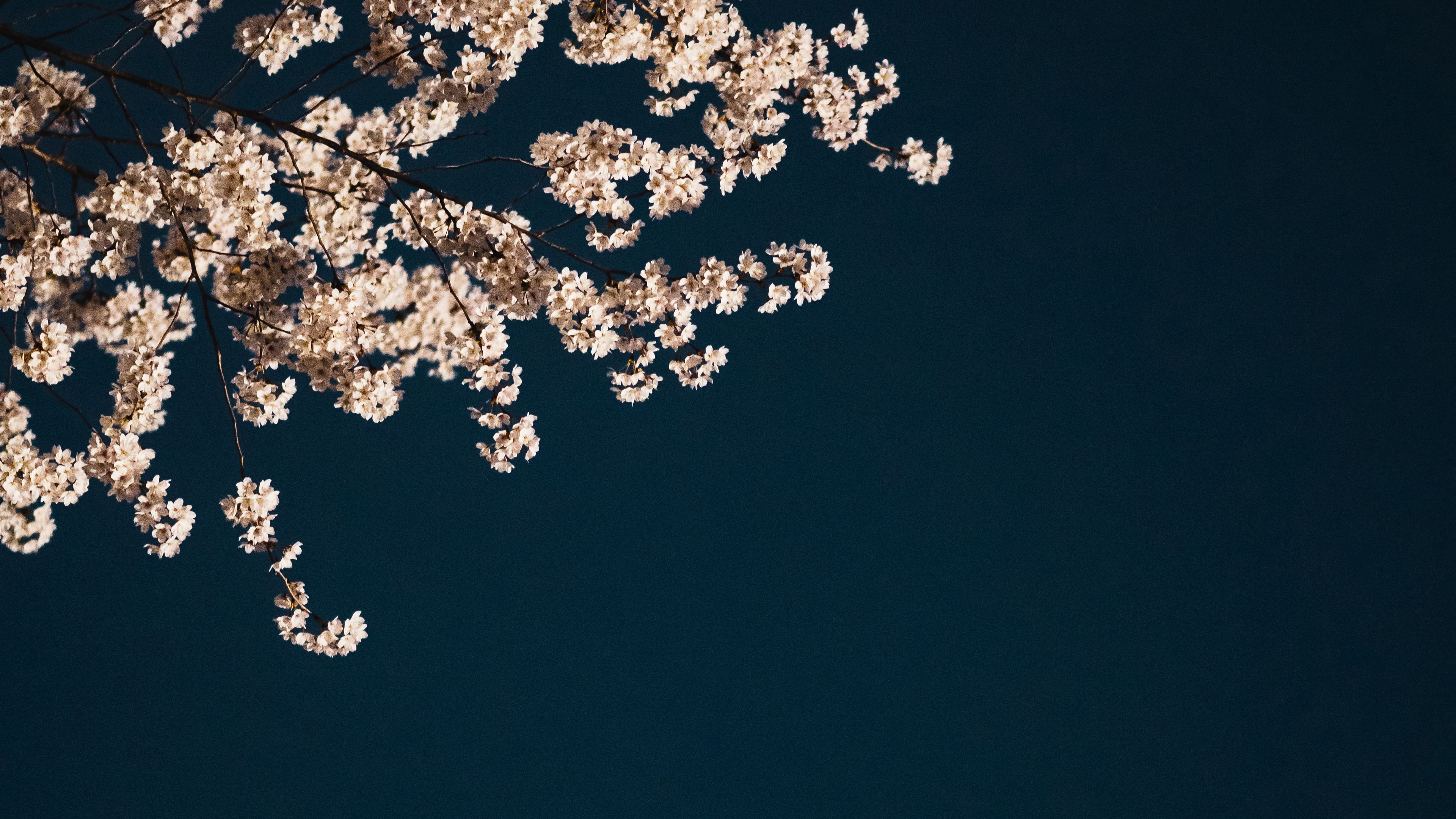 Download wallpaper 3840x2160 sakura, branches, flowers, minimalism, aesthetic 4k uhd 16:9 HD background