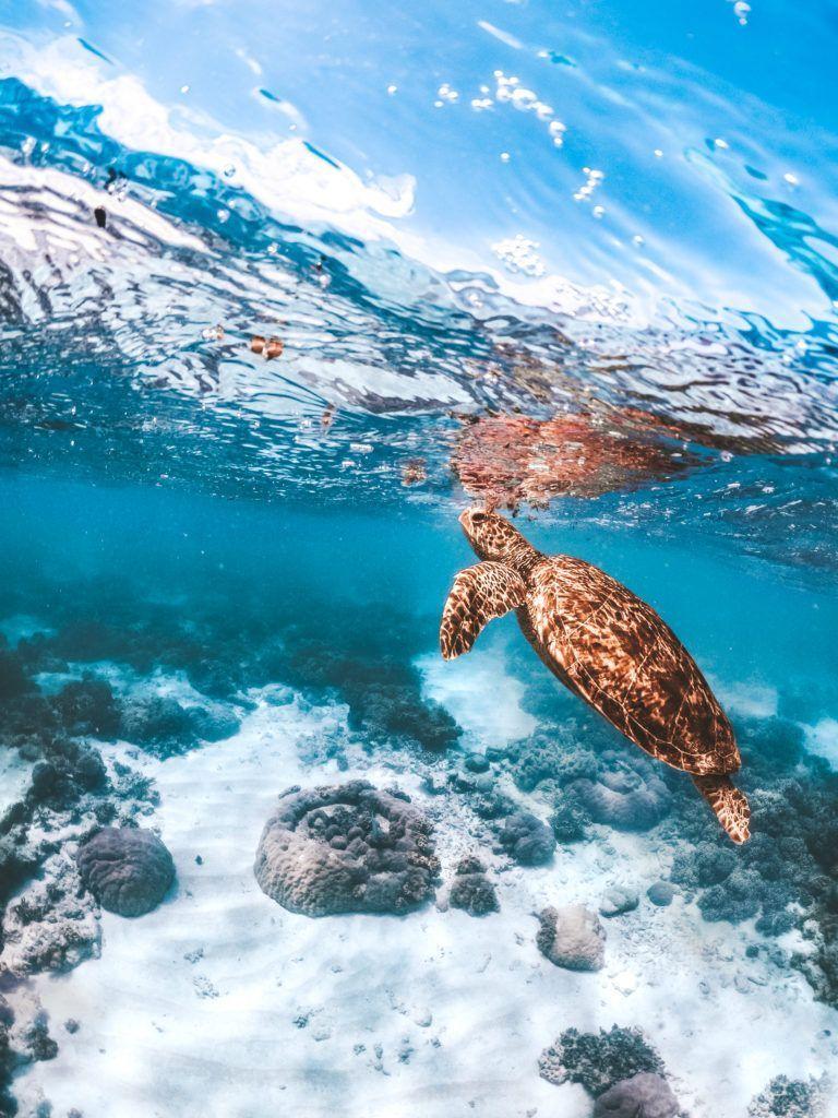A turtle swimming in the ocean with a sandy bottom - Sea turtle