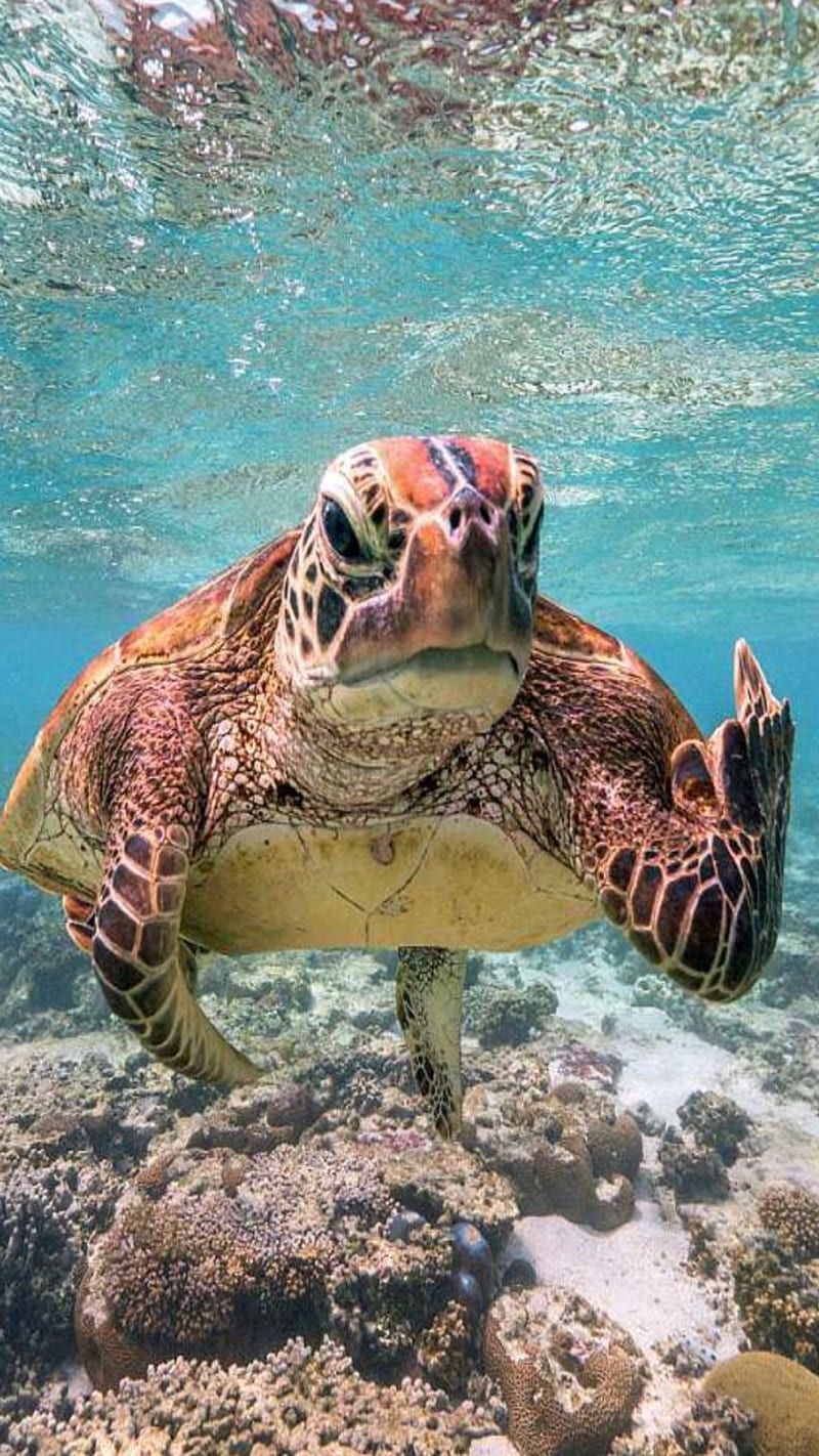 Coral guard, sea, turtle, HD phone wallpaper